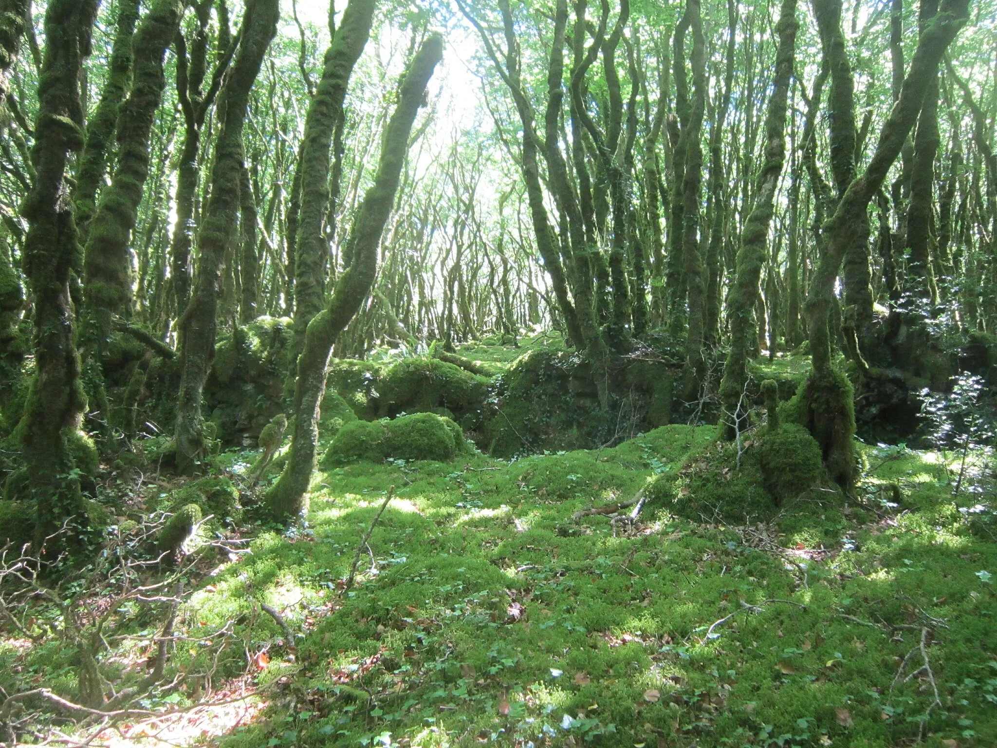 Photo showing: Forêt du Duc : une forêt moussue en raison de son exposition au nord sur une pente forte, d'où une grande humidité.