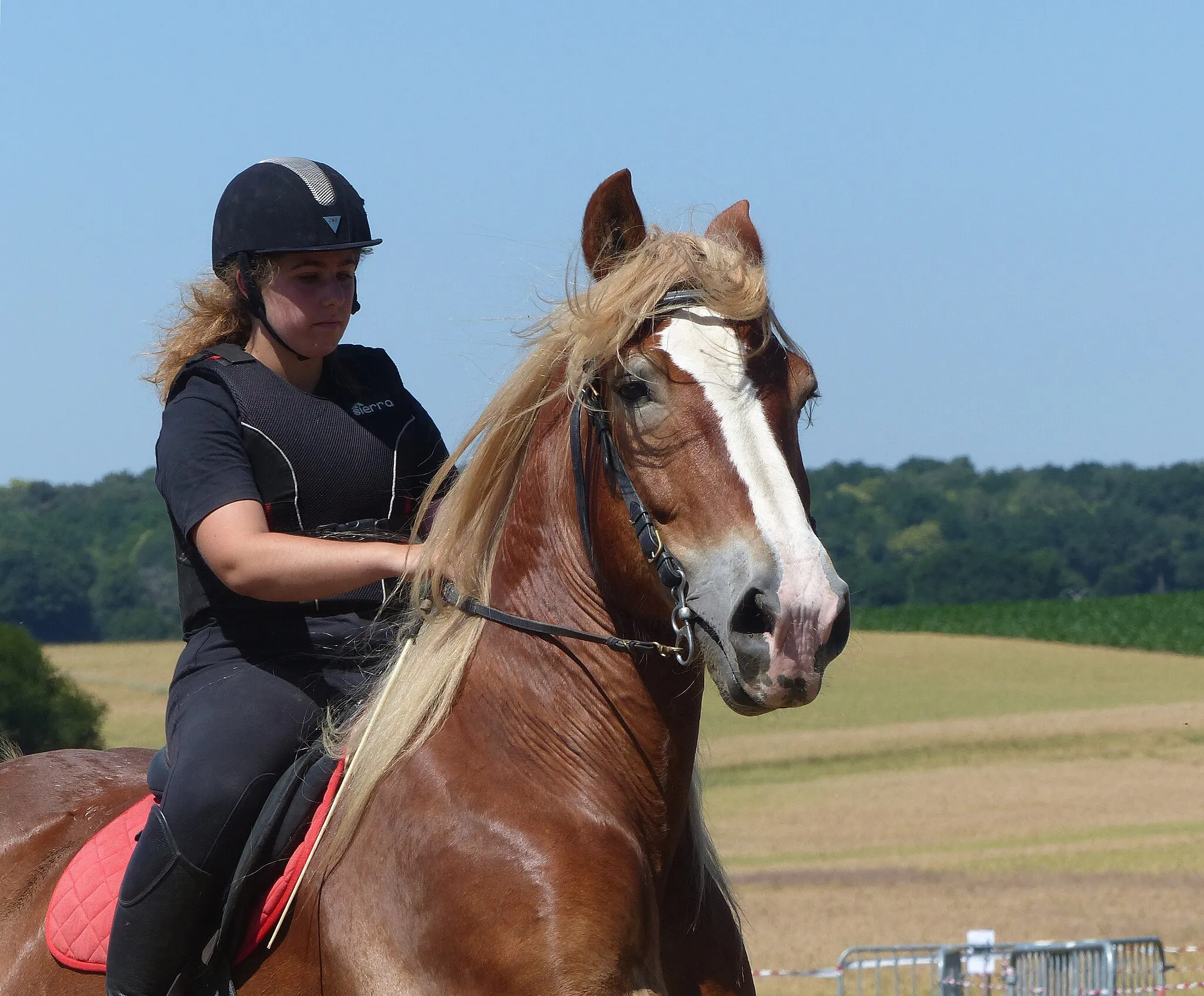 Photo showing: Breton draft horse in riding use, La Chapelle-Gaceline, Morbihan, Bretagne, France