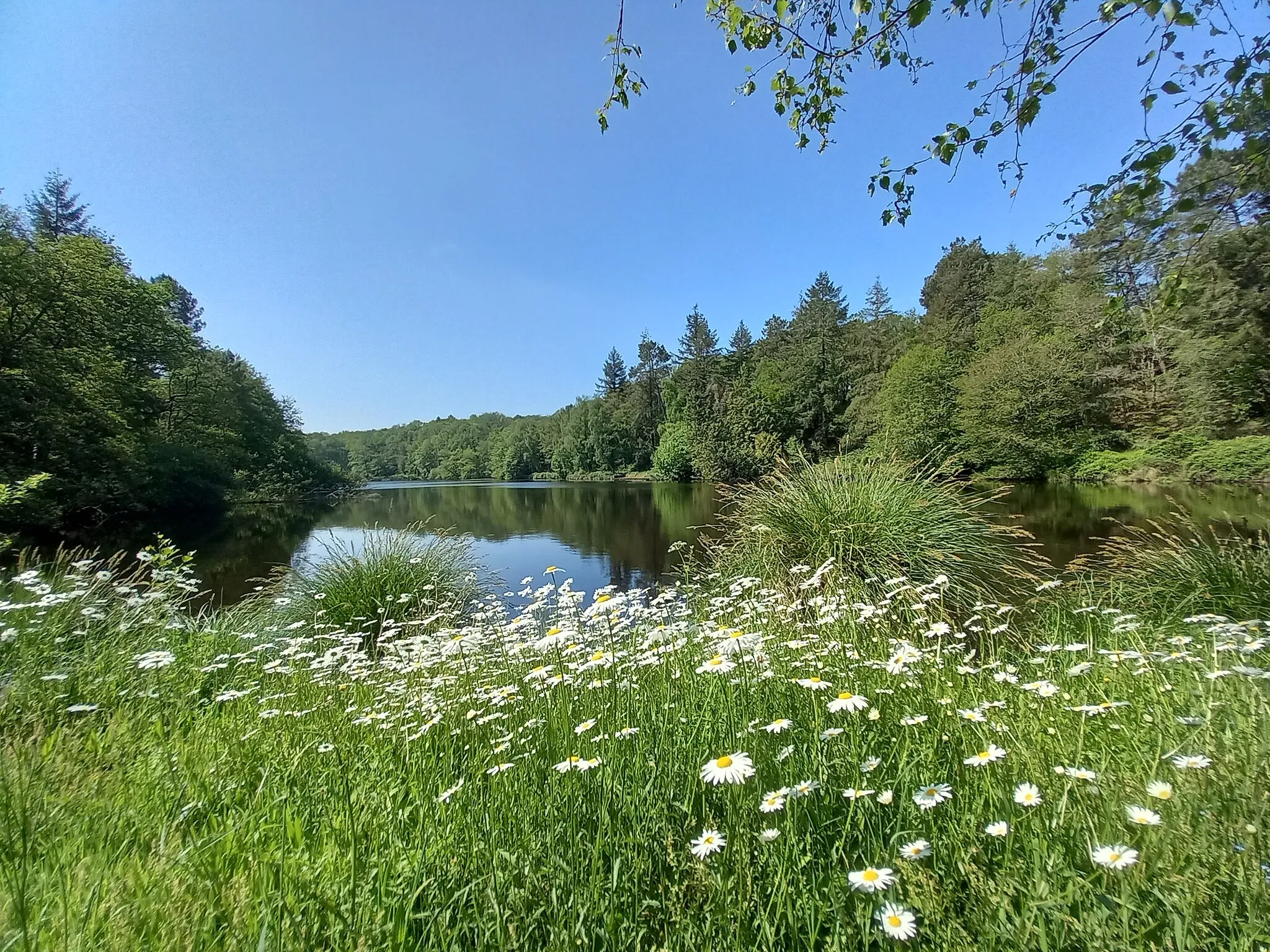 Photo showing: Vue de l'étang du Moulin de Quip à Allaire en mai 2023