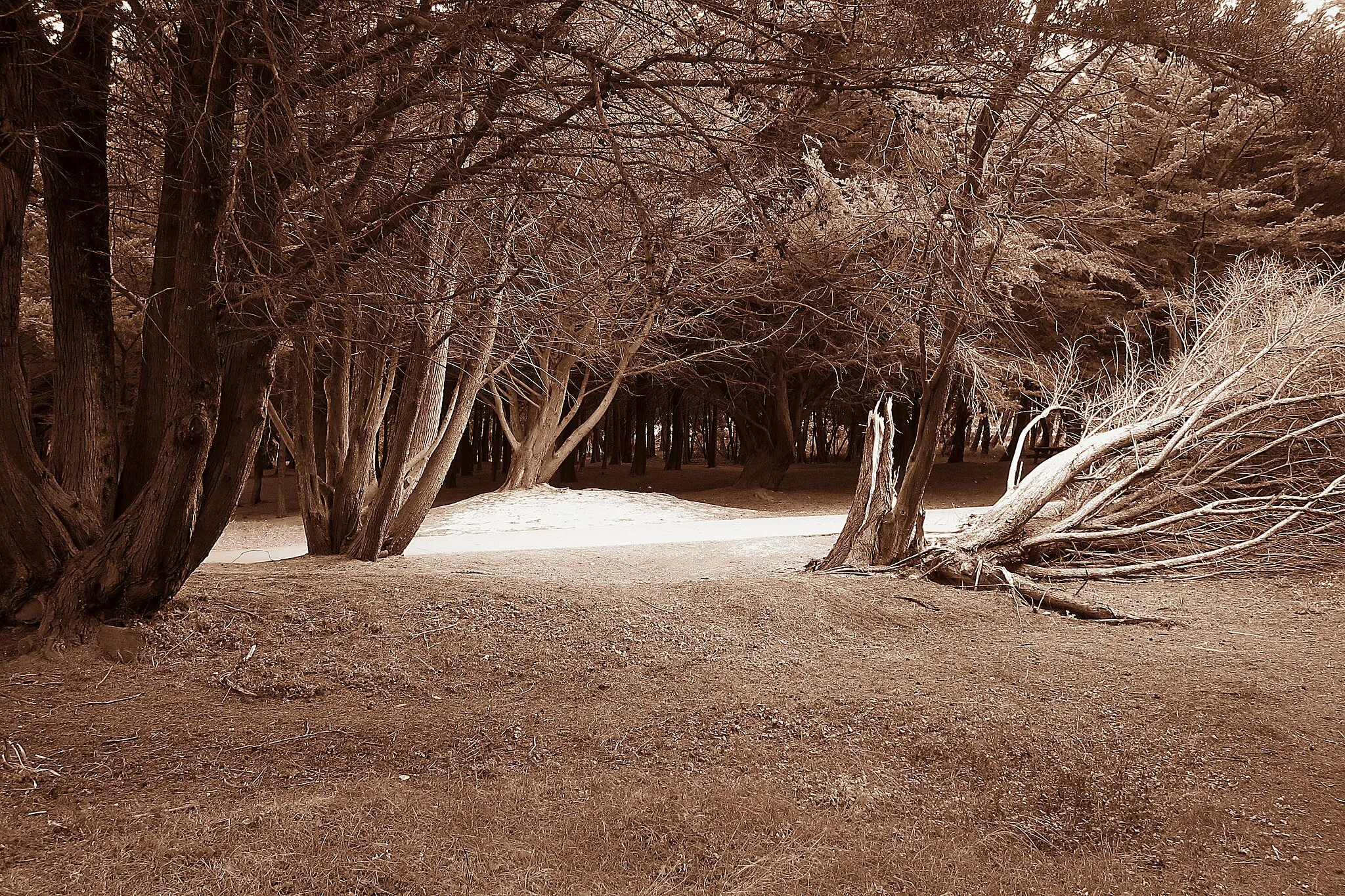 Photo showing: (Saint-Pierre-Quiberon, Morbihan, Bretagne, France)

L'orée du bois de Plouharnel à Penthièvre.