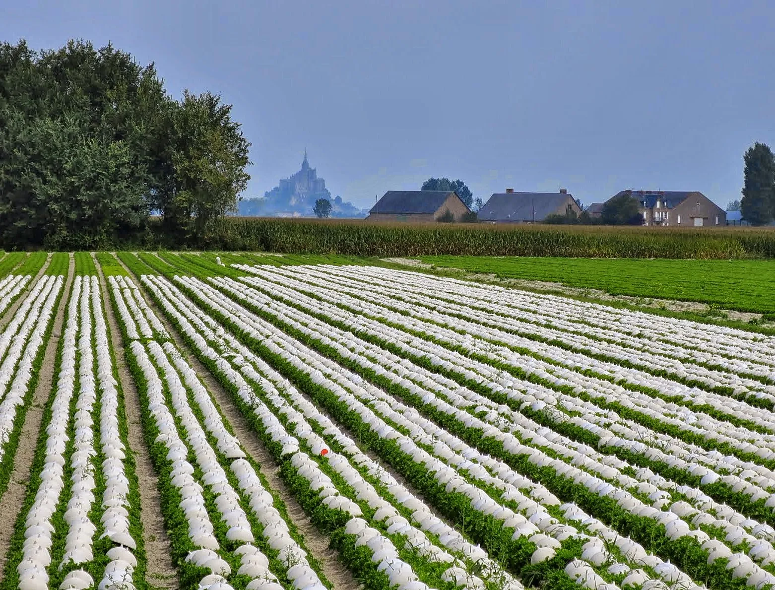 Photo showing: White Hats for shade to make White Endive for salads.