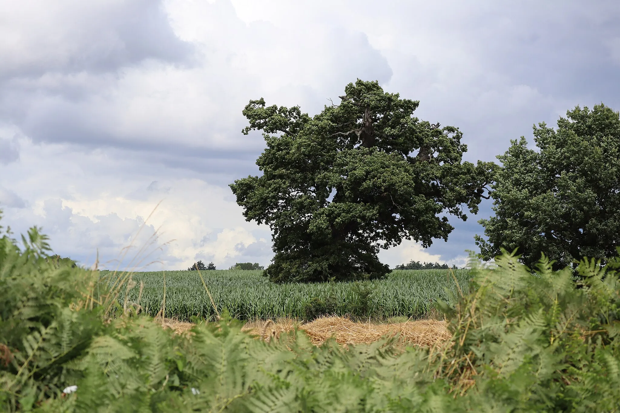 Photo showing: Chêne pédonculé de 300 ans et de 23 m de haut à La Potelais, commune déléguée de Coglès en Les Portes du Coglais (35). Arbre remarquable de Bretagne.