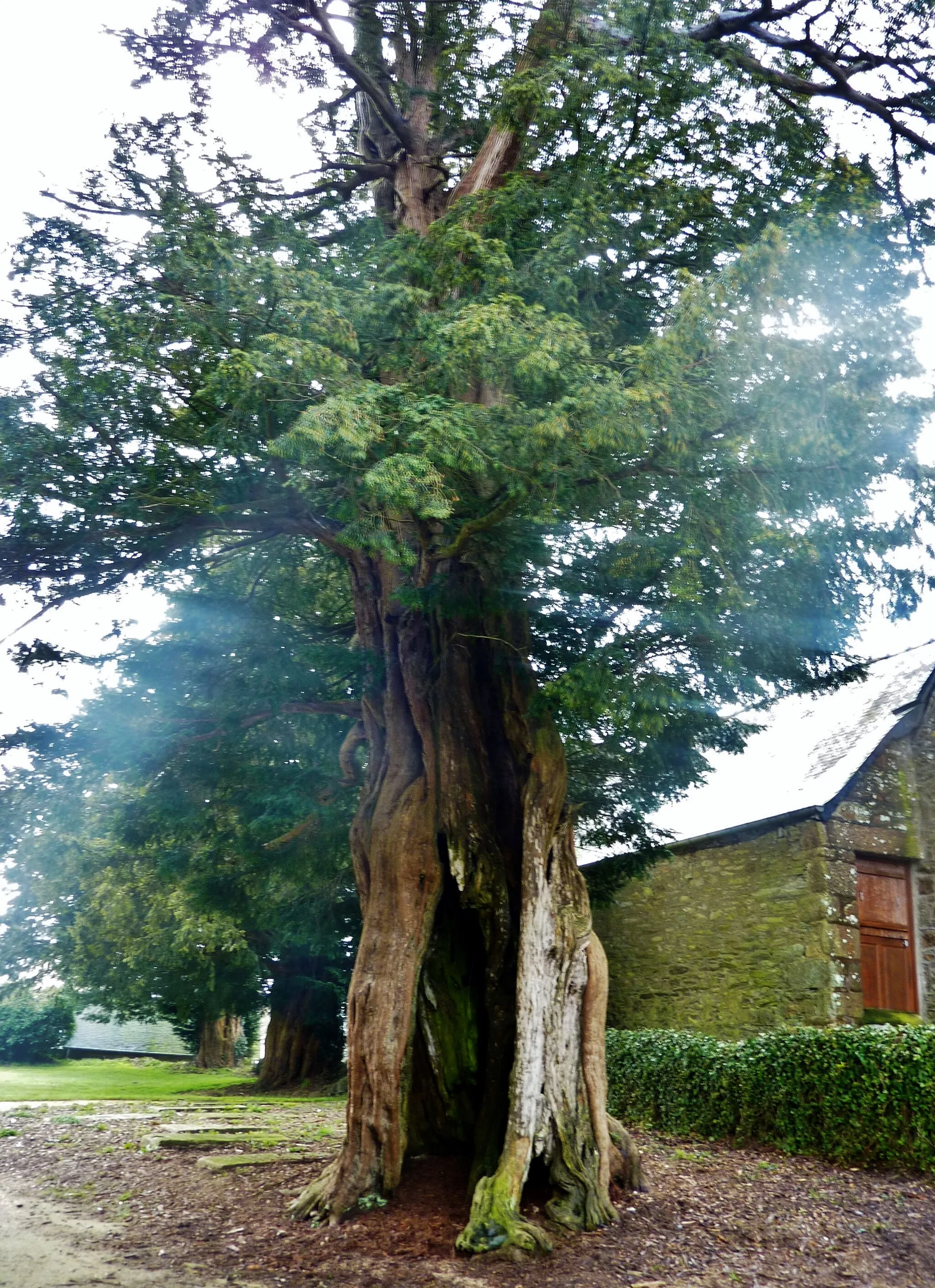 Photo showing: Les vieux ifs de l'enclos paroissial de Kergrist-Moëlou ; celui du premier plan a un tronc creux.