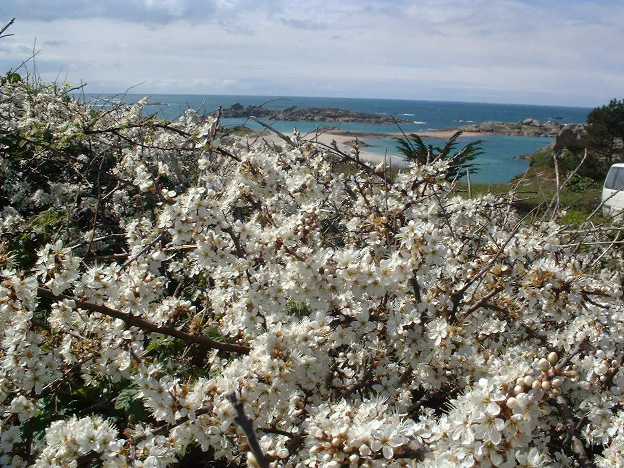 Photo showing: Flowers in Trégastel