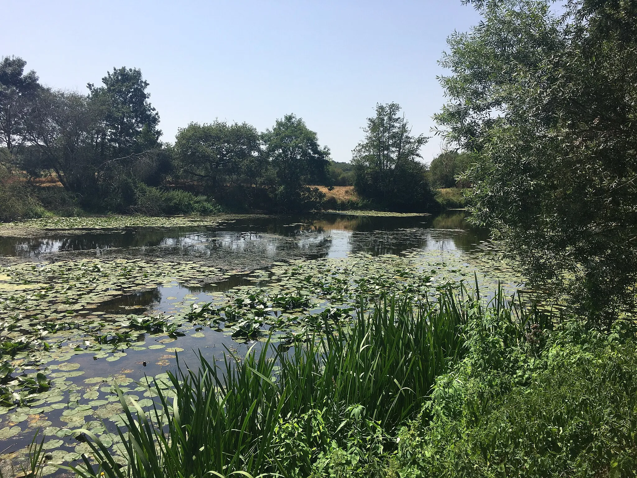 Photo showing: La rivière Anglin, en direction d'Ingrandes, à Concremiers (36).