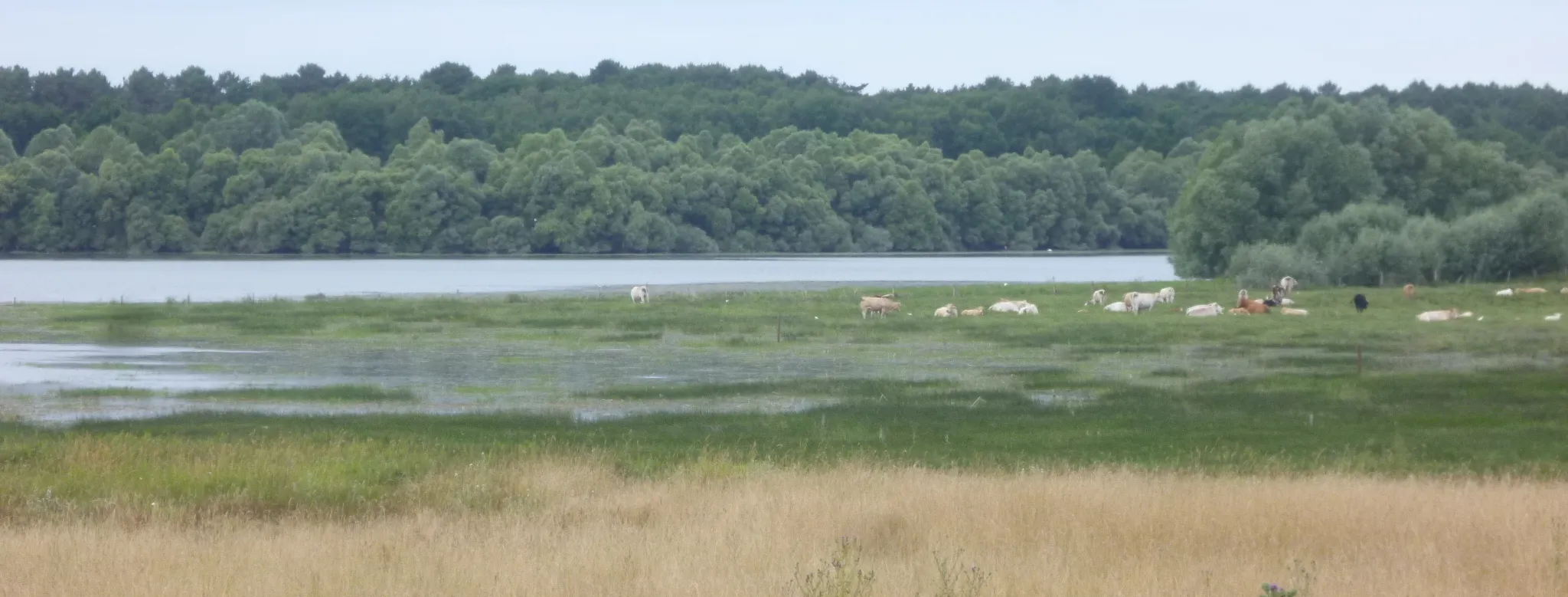 Photo showing: Prairies humides du Lac de Rillé - Retenue de Pincemaille