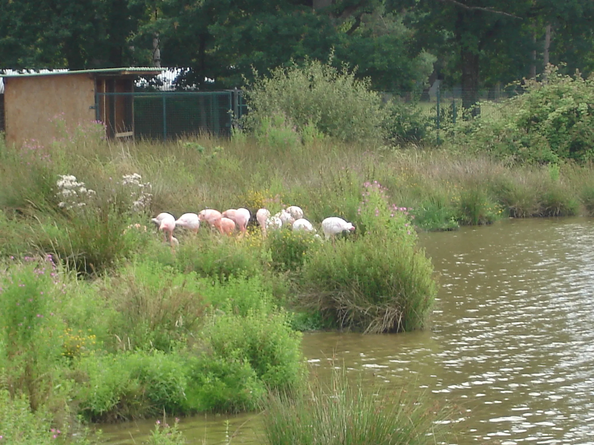 Photo showing: Réserve de la Haute-Touche (36) : Les flamants roses.