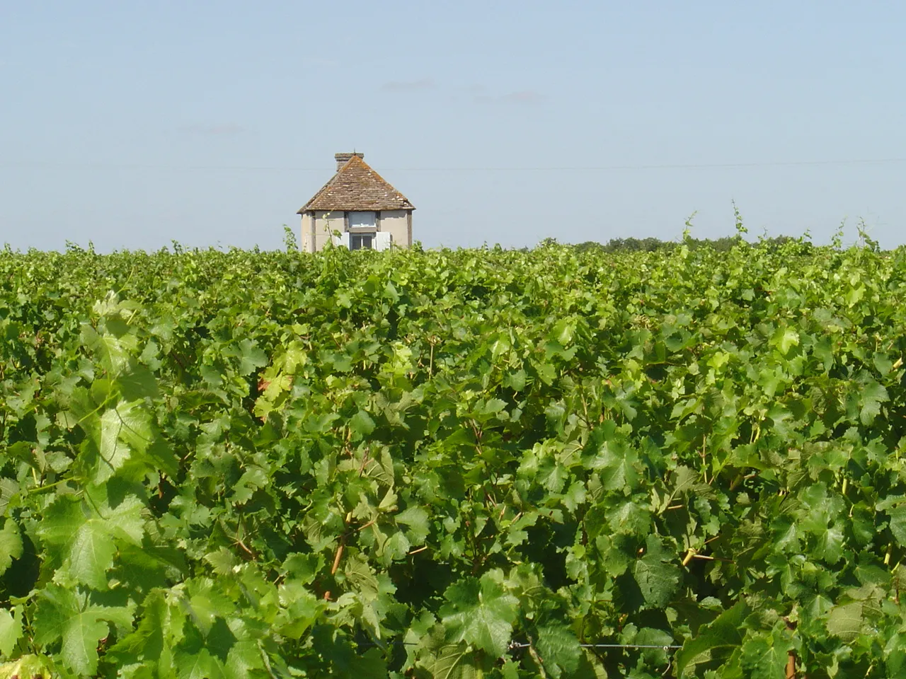 Photo showing: Vignobe et Loge de vigne à Pocé-sur-Cisse Indre et Loire France