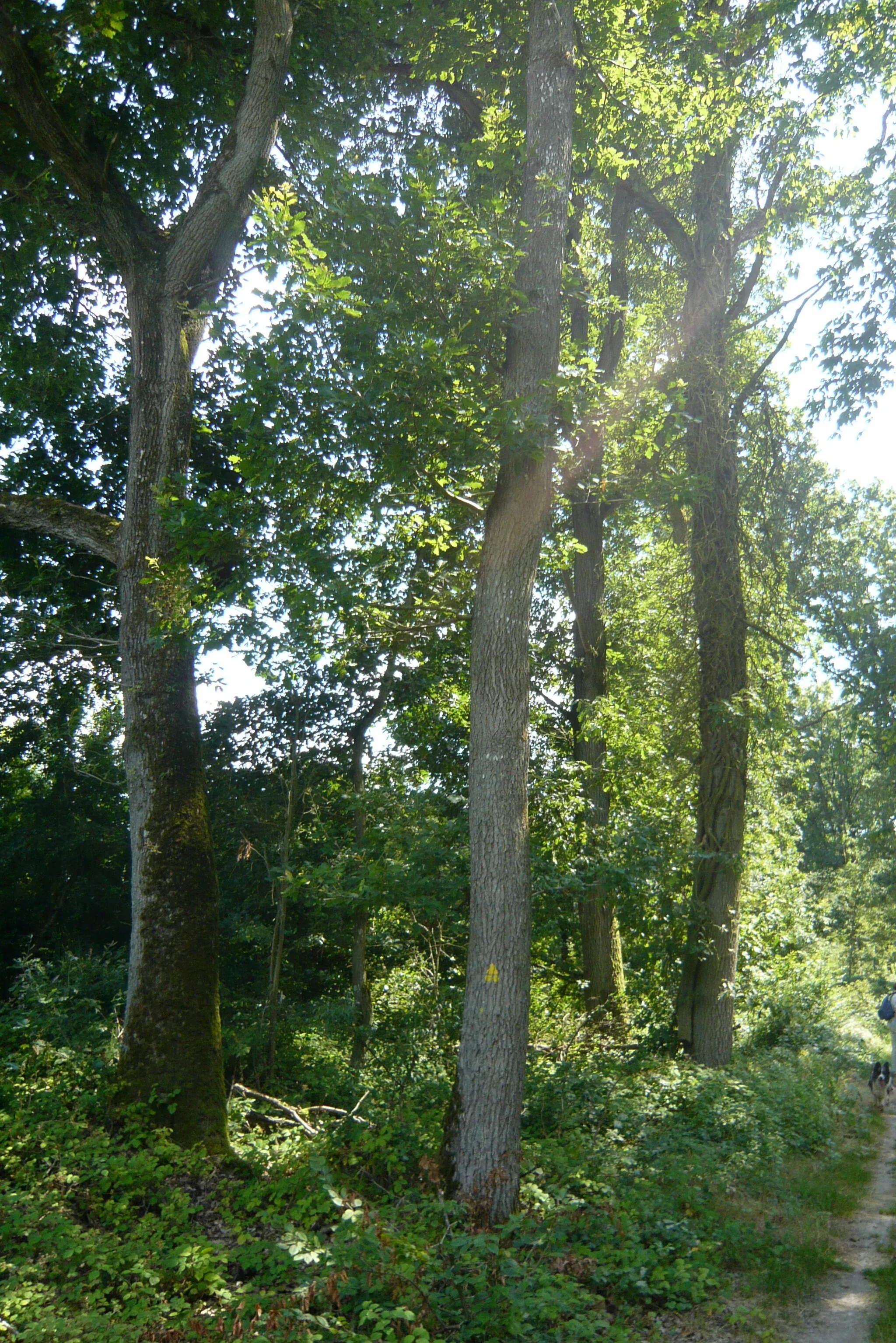 Photo showing: Sur la route de Dreux (D928), à la recherche des Quatre Frères de Bigeonnette, forêt de Châteauneuf-en-Thymerais, Eure-et-loir (France).