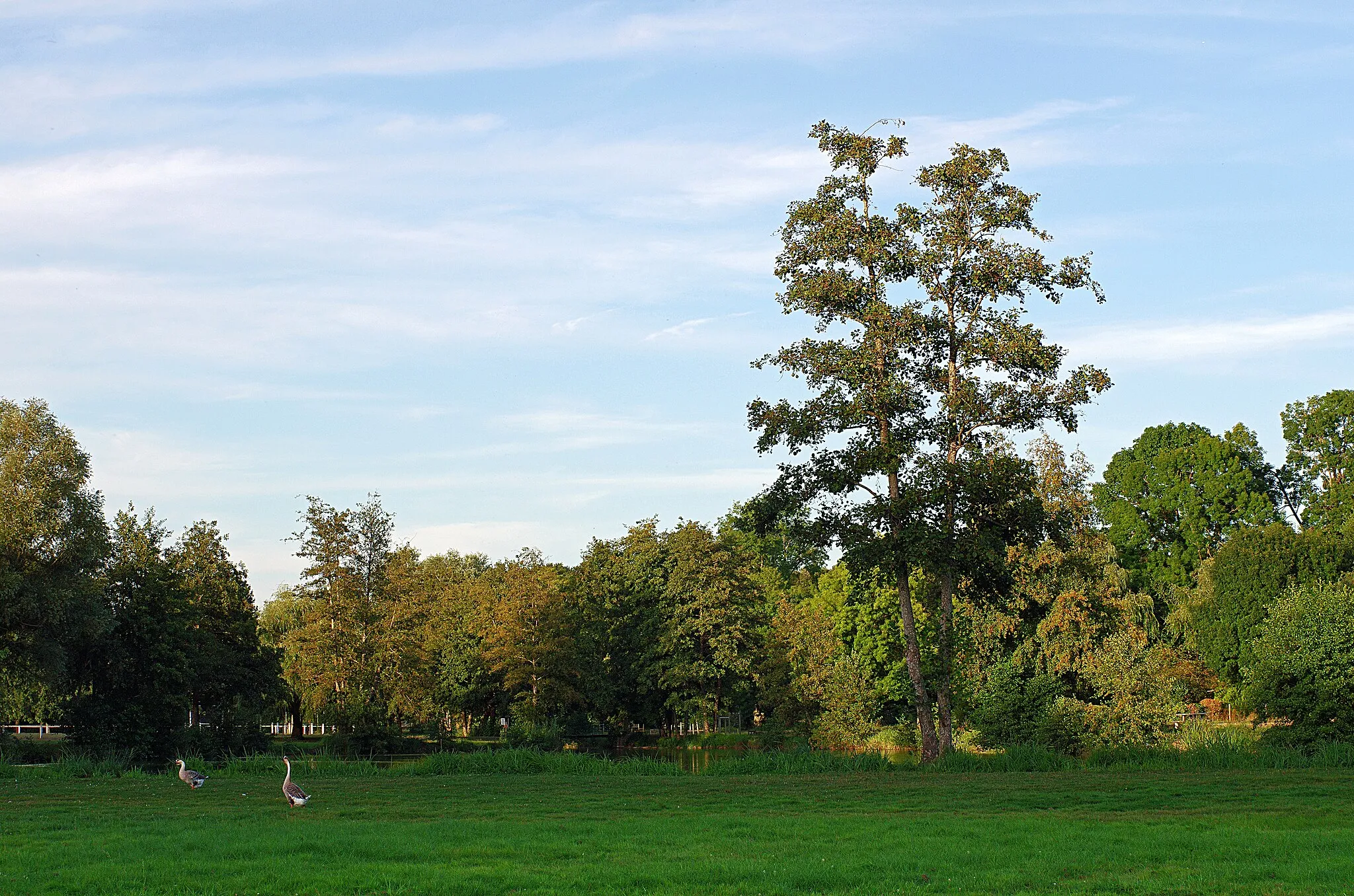 Photo showing: Monthou-sur-Cher (Loir-et-Cher)

Etang communal.