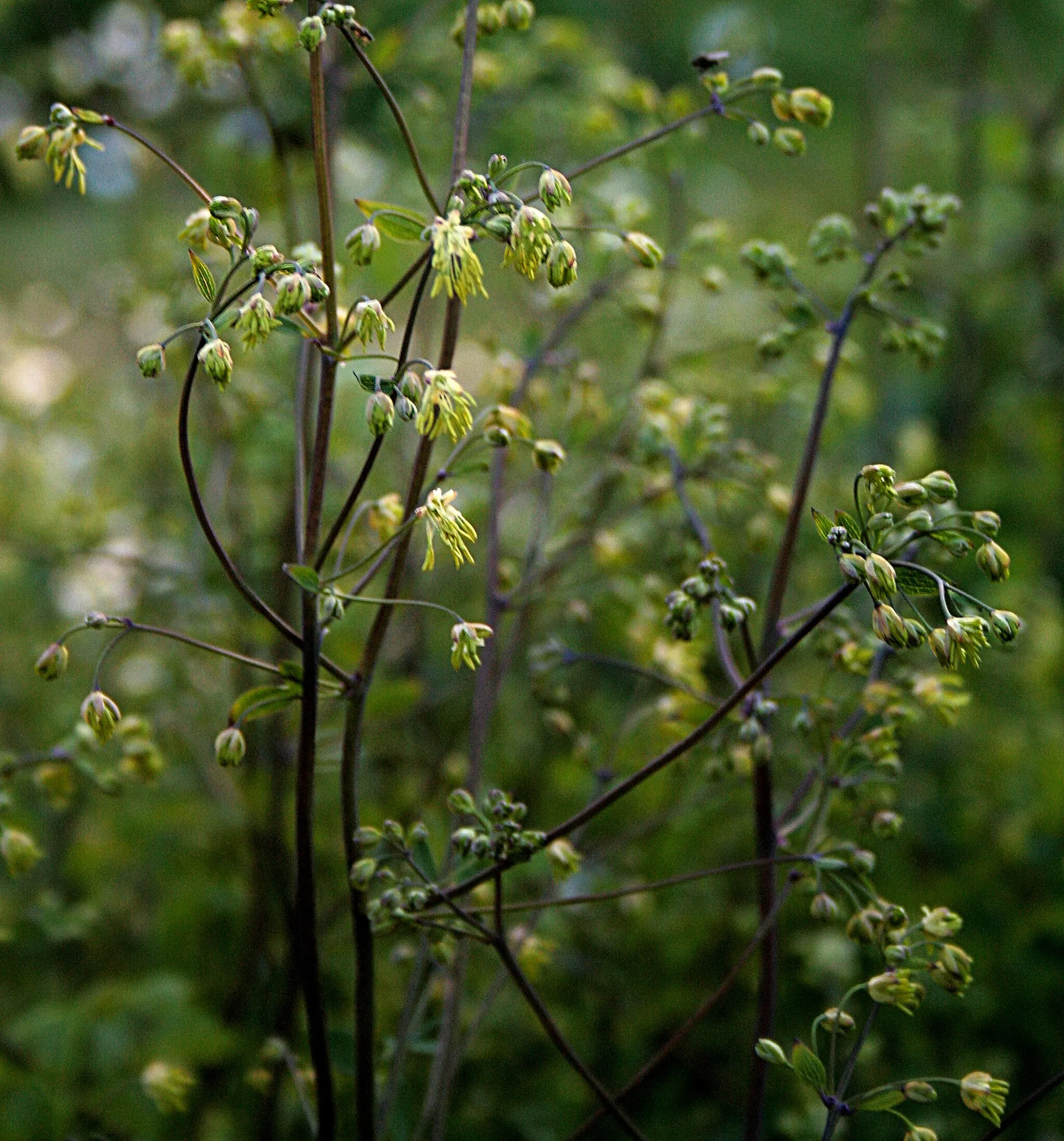 Photo showing: Ísland, Akureyri Botanical Gardens: Kleine_Wiesenraute_(Thalictrum_minus)