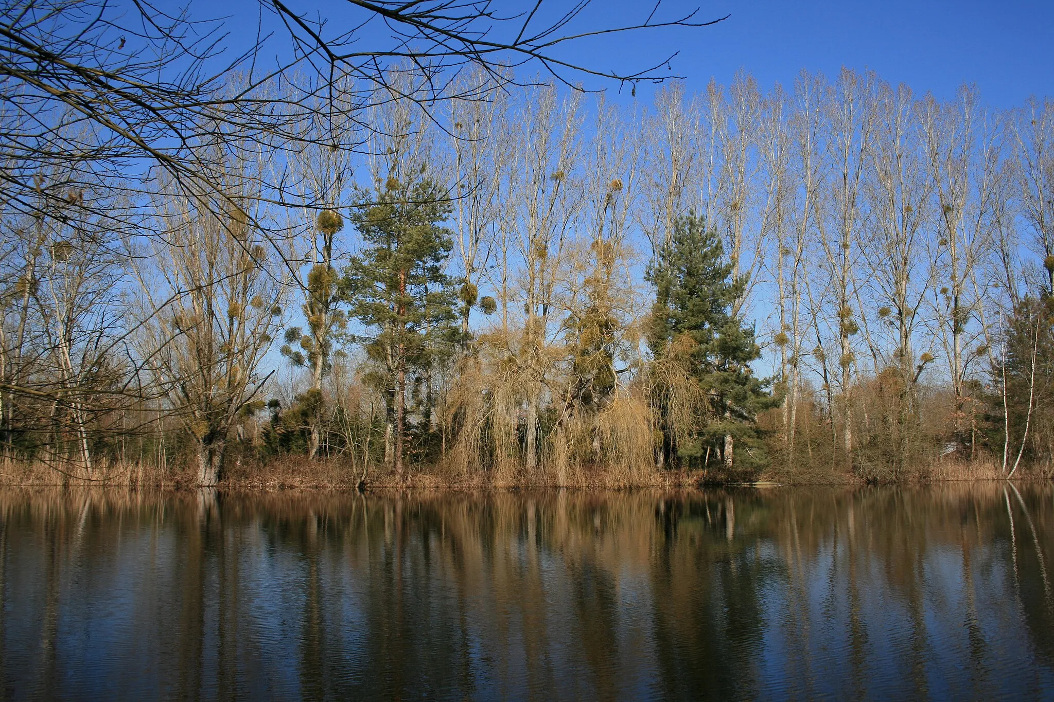 Photo showing: Etang sur la commune de Sully la Chapelle (Loiret 45)