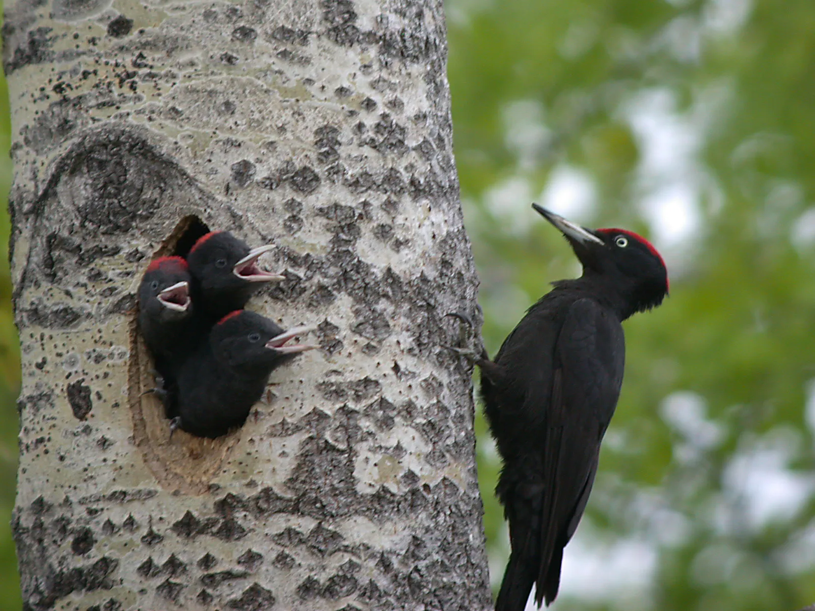 Photo showing: Black Woodpecker Dryocopus martius with young, Oulu, Finland.