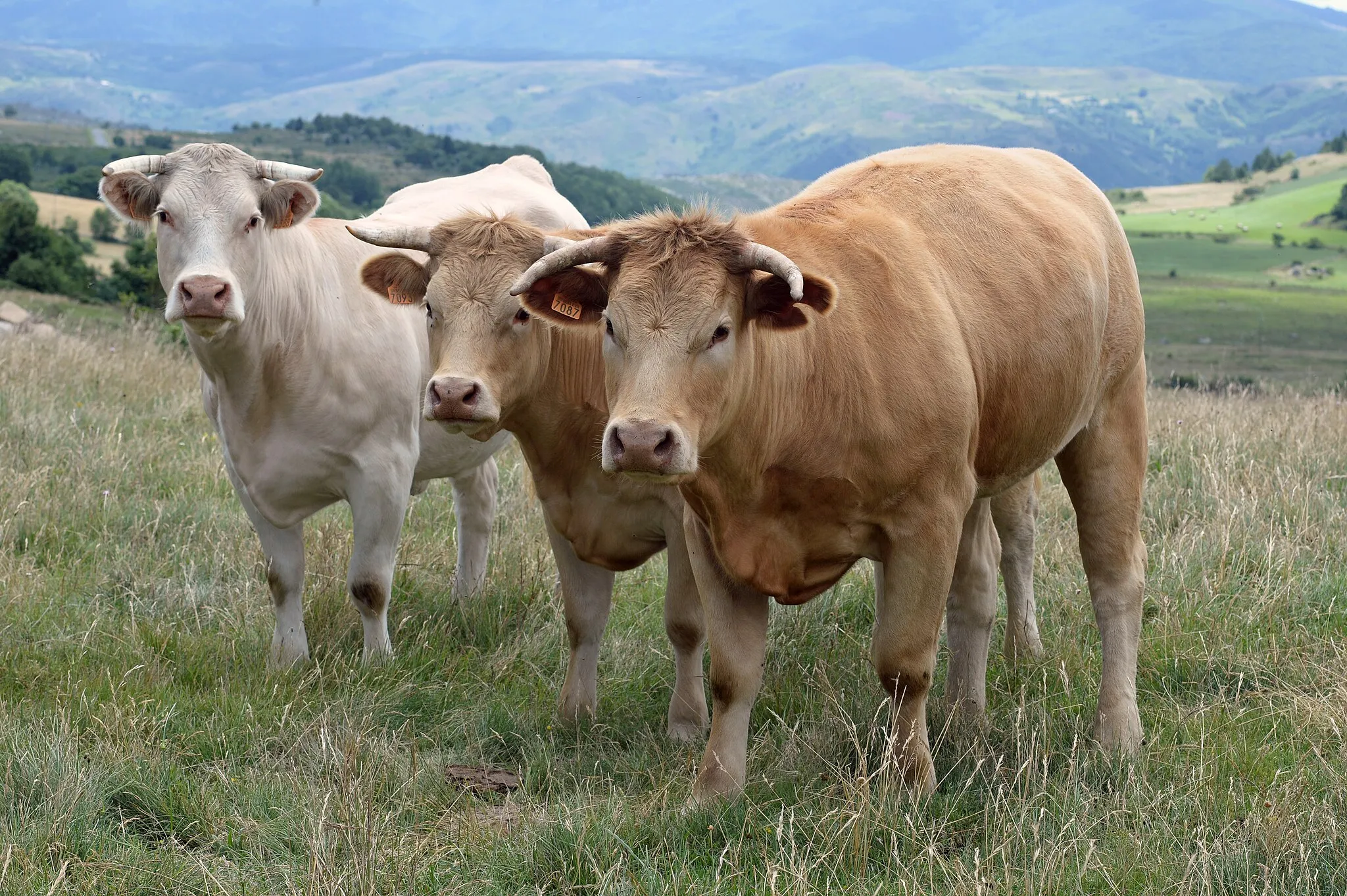 Photo showing: Bœufs fermiers du Maine