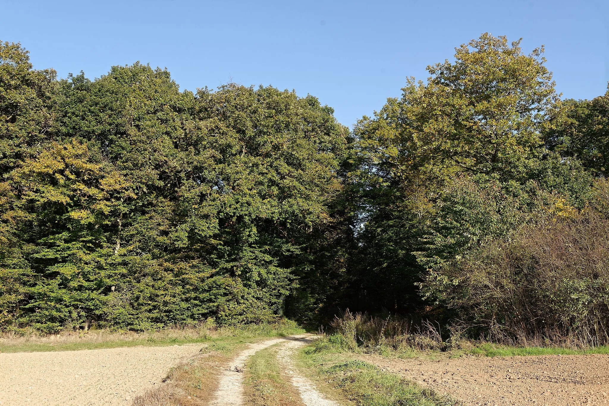 Photo showing: Abords du bois de la Brandelle depuis le chemin des Vignes blanches à Égreville, en Seine-et-Marne, dans la région Île-de-France.