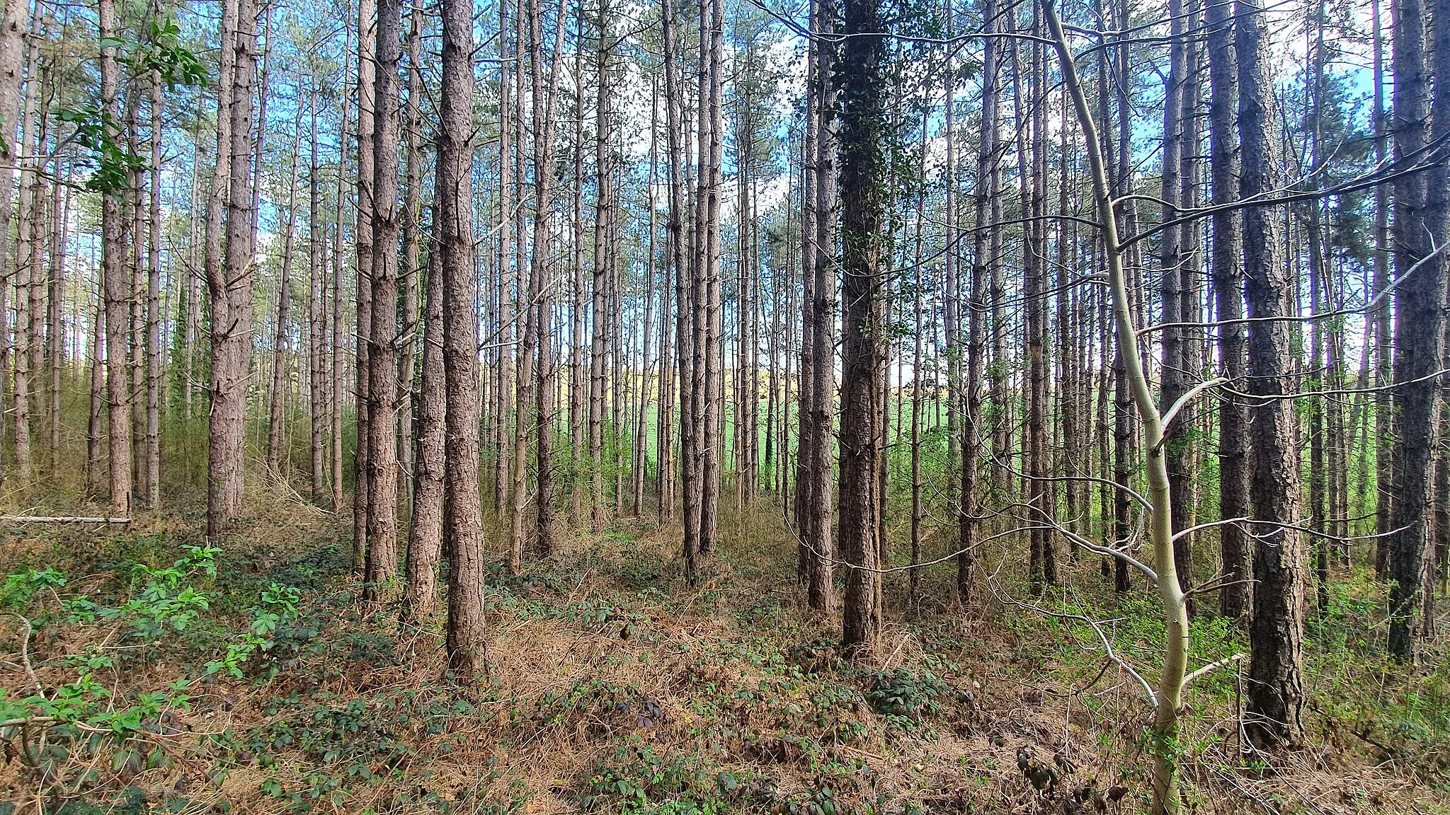 Photo showing: Vue de la partie pinède du bois des Gâts des Osmeaux, à Cherisy.