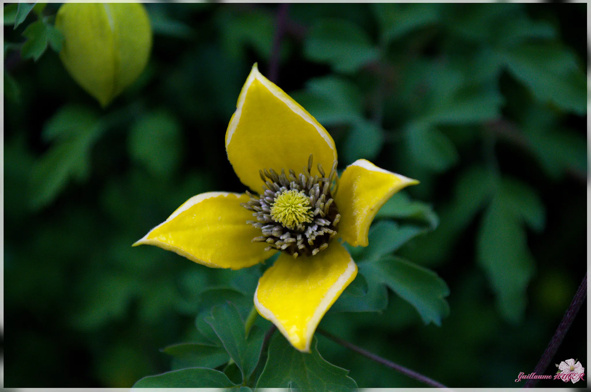 Photo showing: 500px provided description: Orl?ans, clematis golden tiara [#flower ,#golden ,#jaune ,#or ,#clematis ,#fleurs]