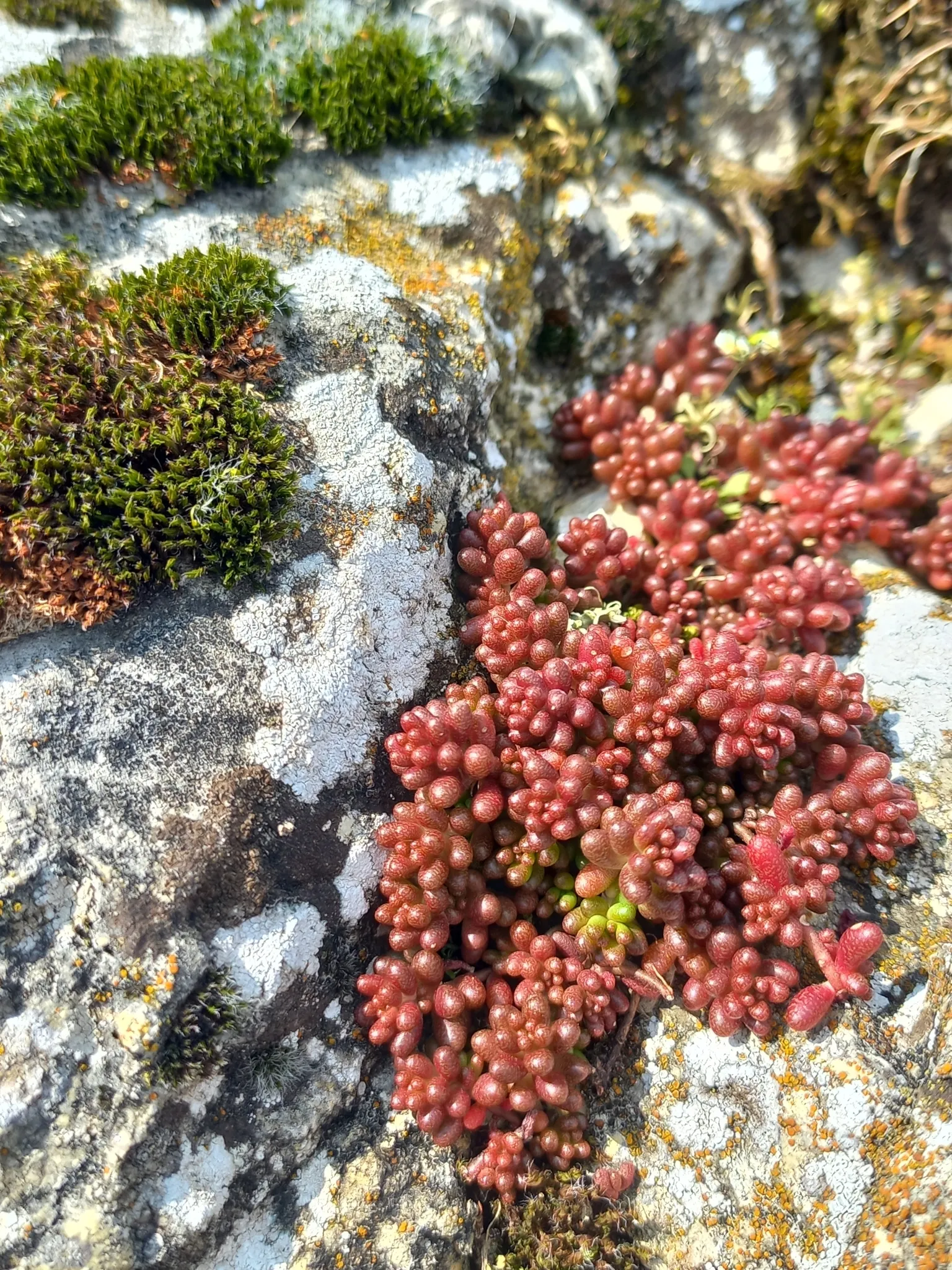 Photo showing: white stonecrop (Sedum album)