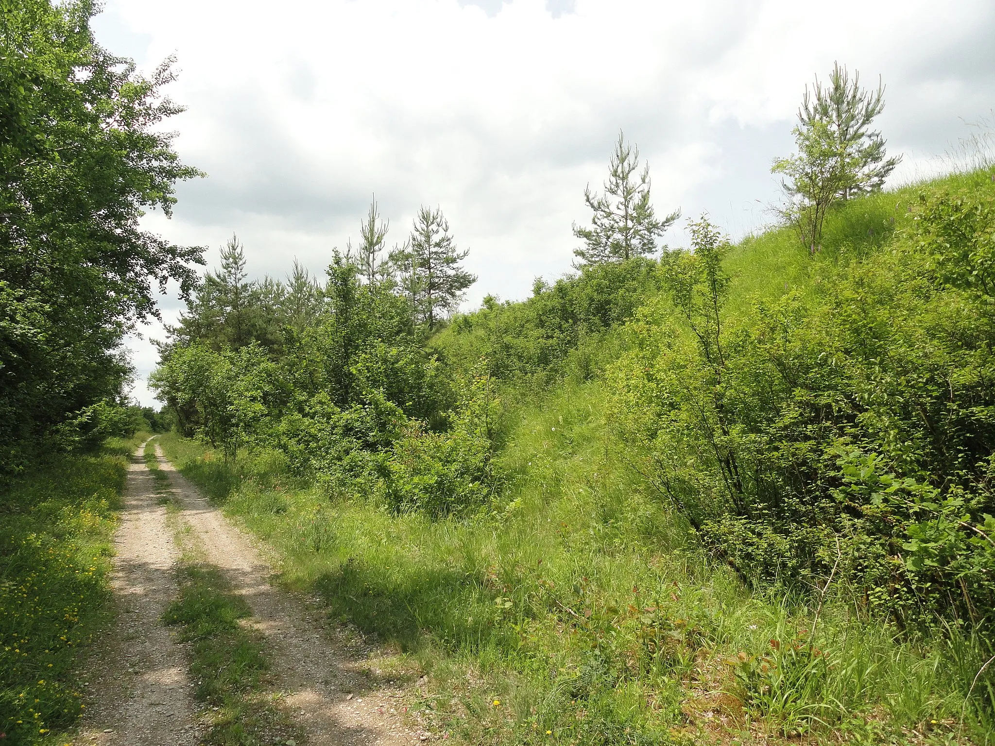 Photo showing: Un chemin à Huiron, compris dans la ZNIEFF Pelouses des talus de l'ancienne voie ferrée de Huiron à Sompuis.