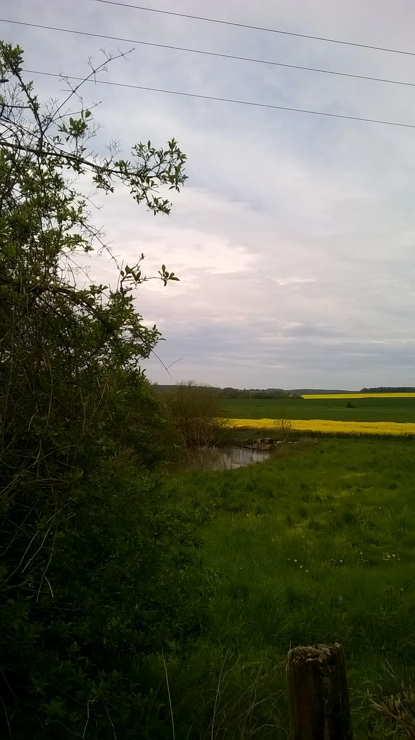 Photo showing: Champ de colza à Joiselle