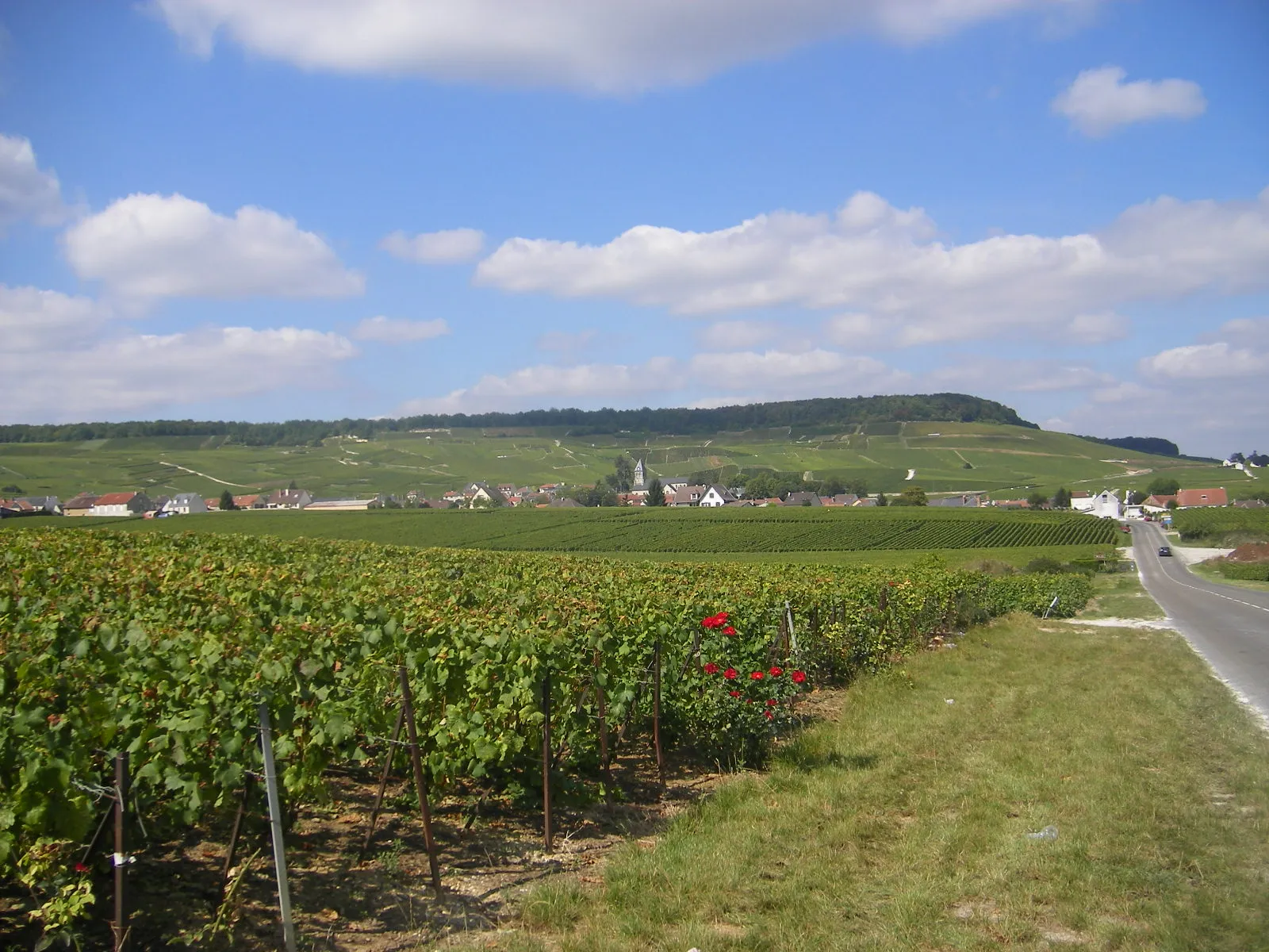 Photo showing: Oger and the Champagne Vineyards