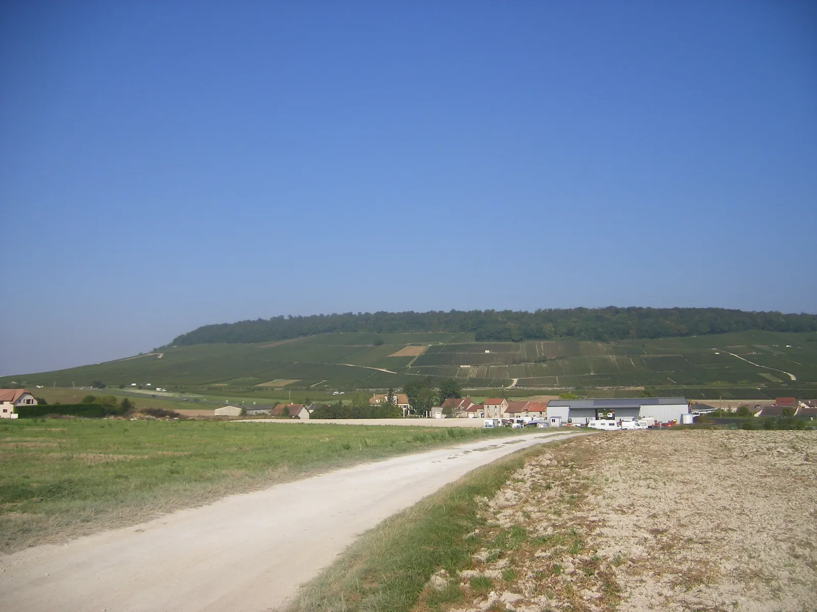 Photo showing: Vineyards at Bergères-lès-Vertus