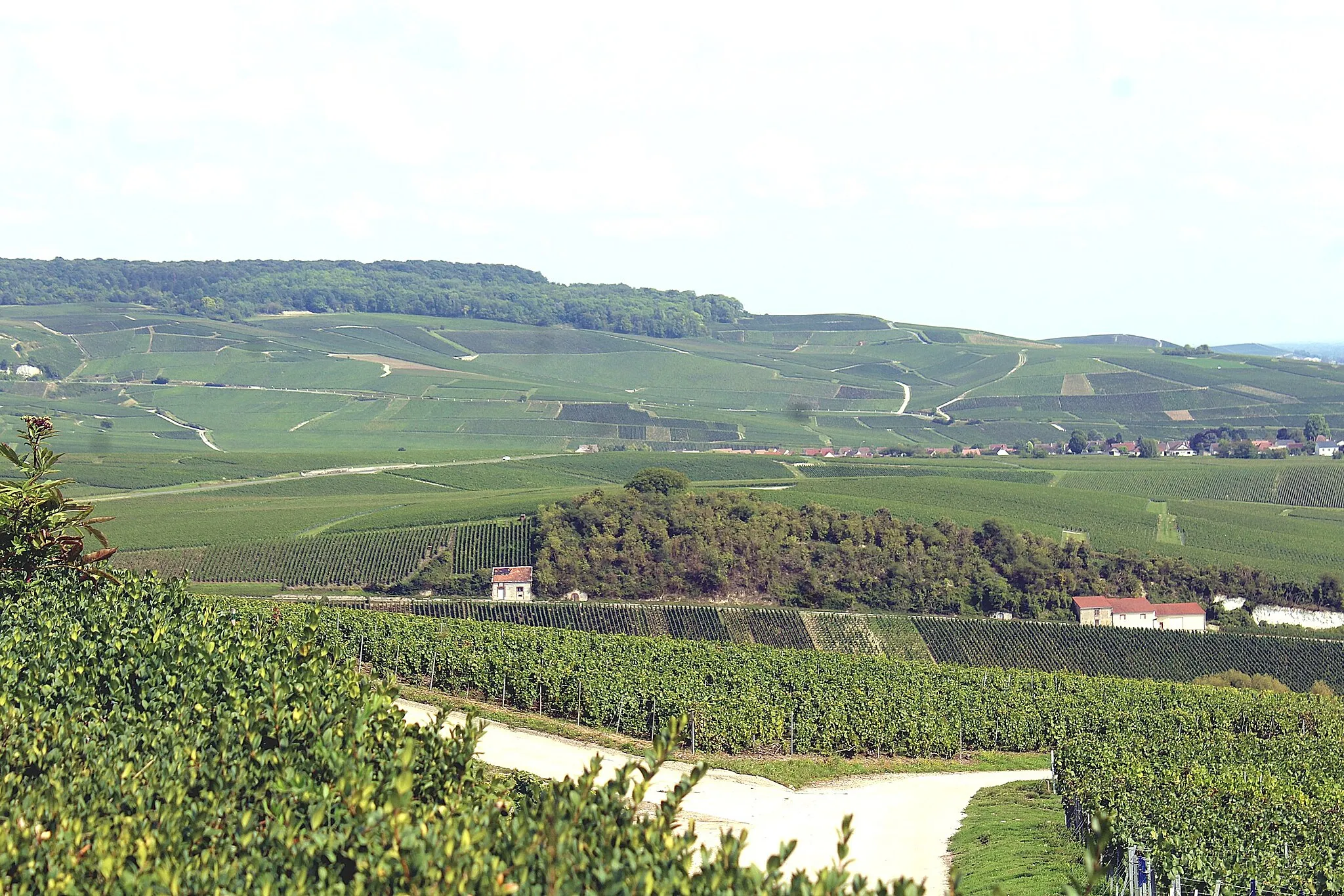 Photo showing: Hautvillers, wineyards