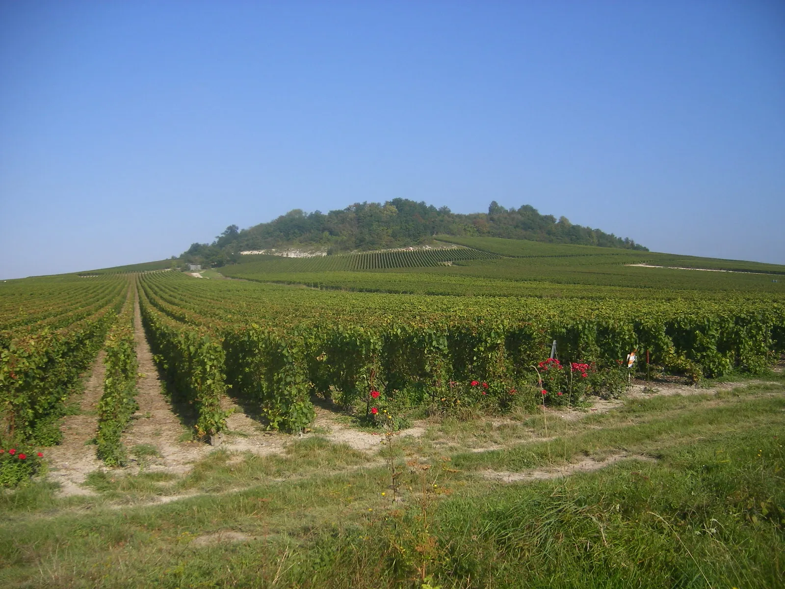 Photo showing: Vineyards of Mont Aimé at Bergères-lès-Vertus