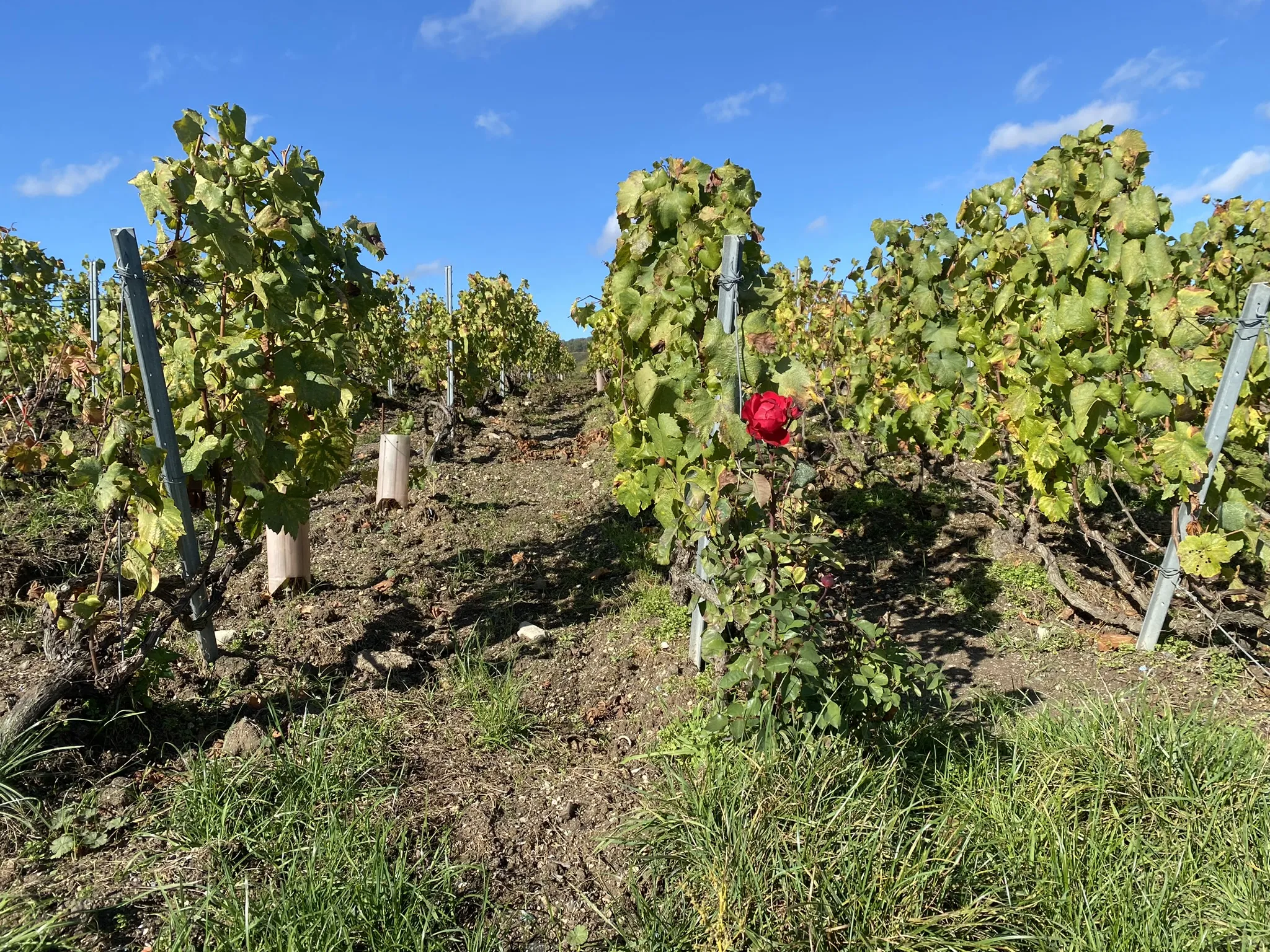 Photo showing: Rose and grape wines in Vertus, France, 2023