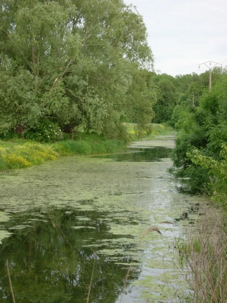 Photo showing: Ardusson (rivière_petit affluent de la Seine) à Marigny-le-Châtel (Aube)