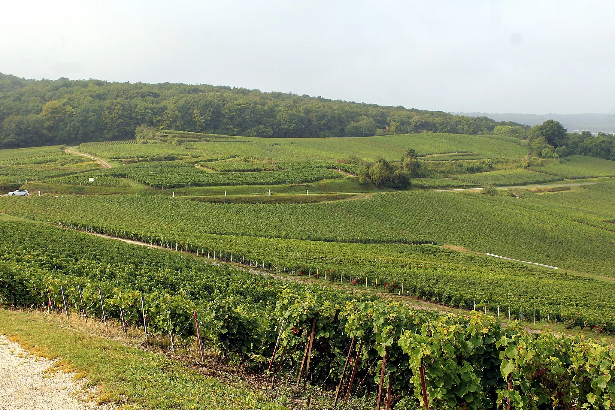 Photo showing: Verzenay, vineyards