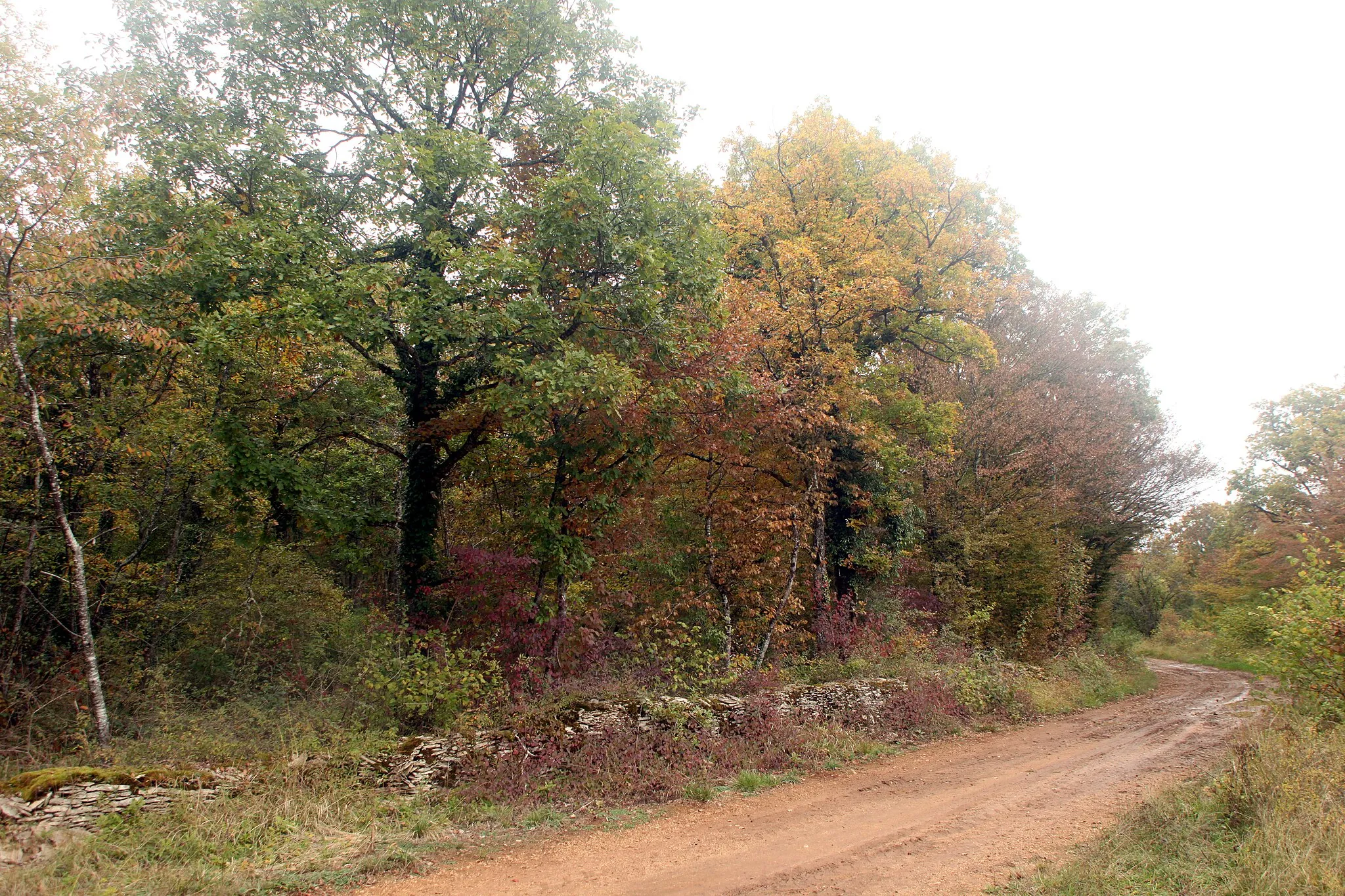 Photo showing: RNR des pelouses et bois de Villemoron (Haute-Marne).