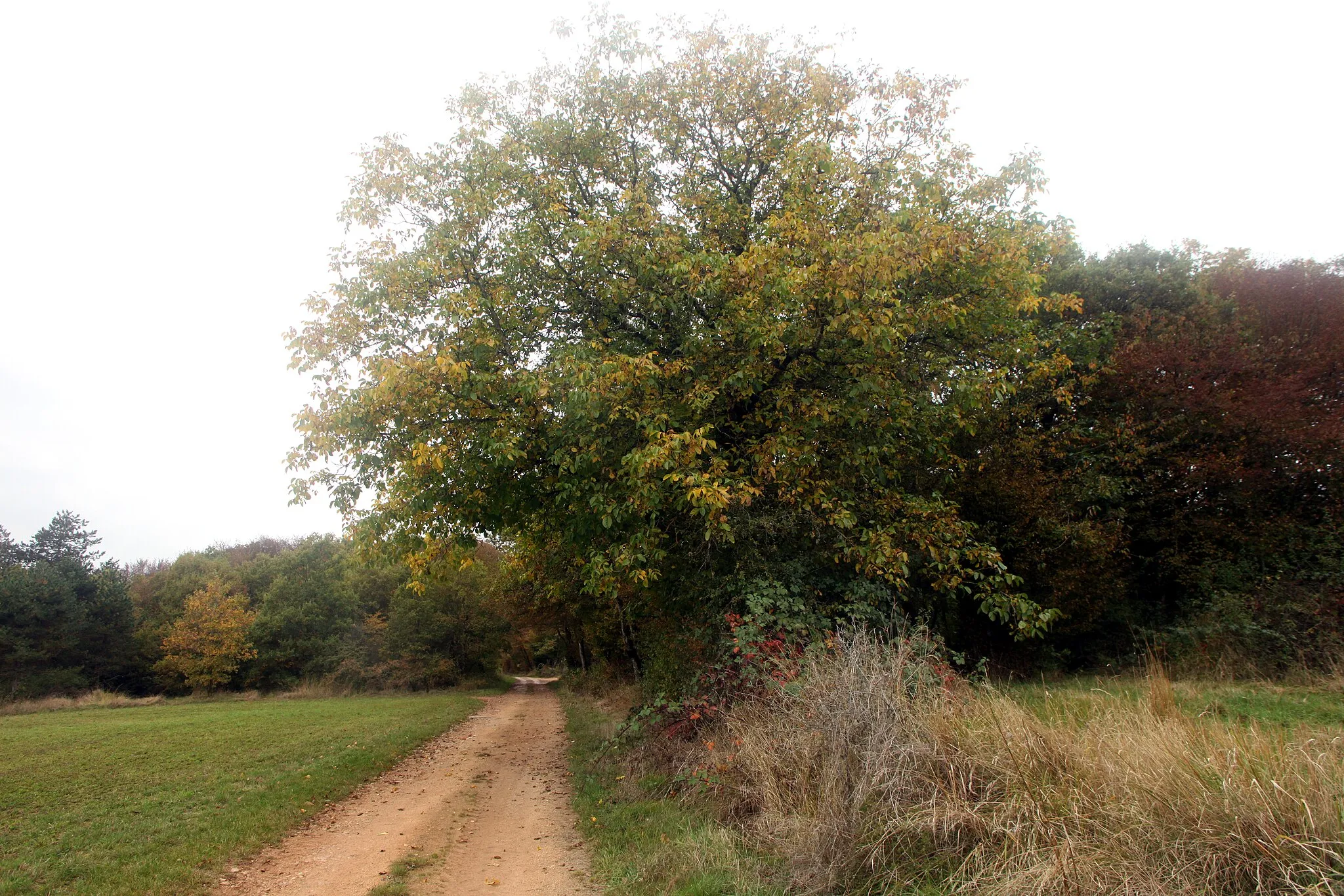 Photo showing: RNR des pelouses et bois de Villemoron (Haute-Marne).