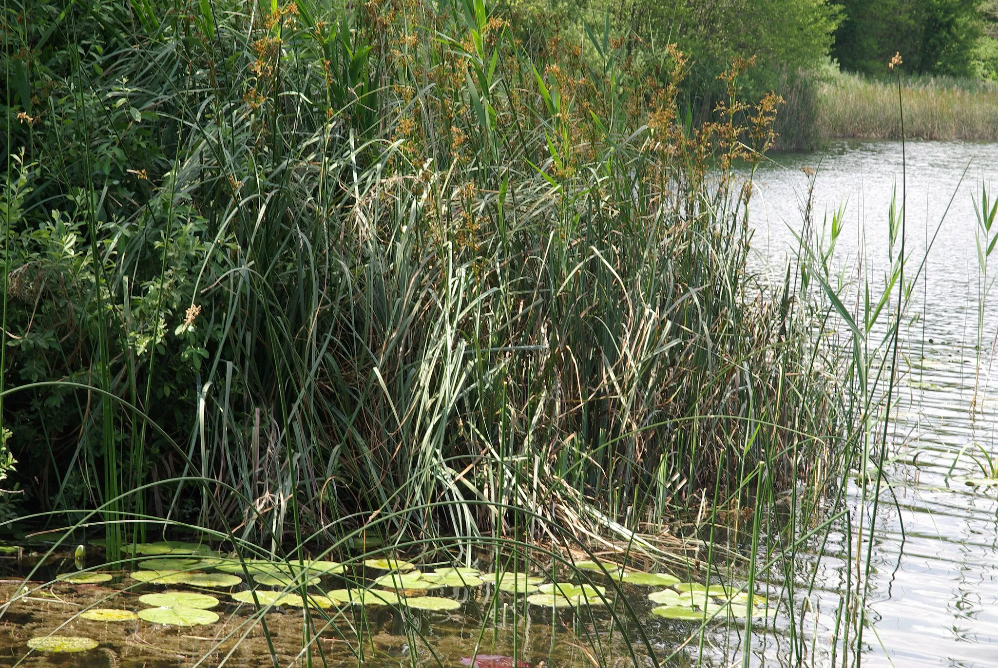 Photo showing: Pond Arboréaz (France, Ain)