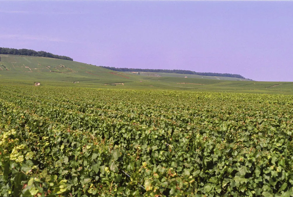 Photo showing: Weinberge der Côte des Blancs in der Champagne