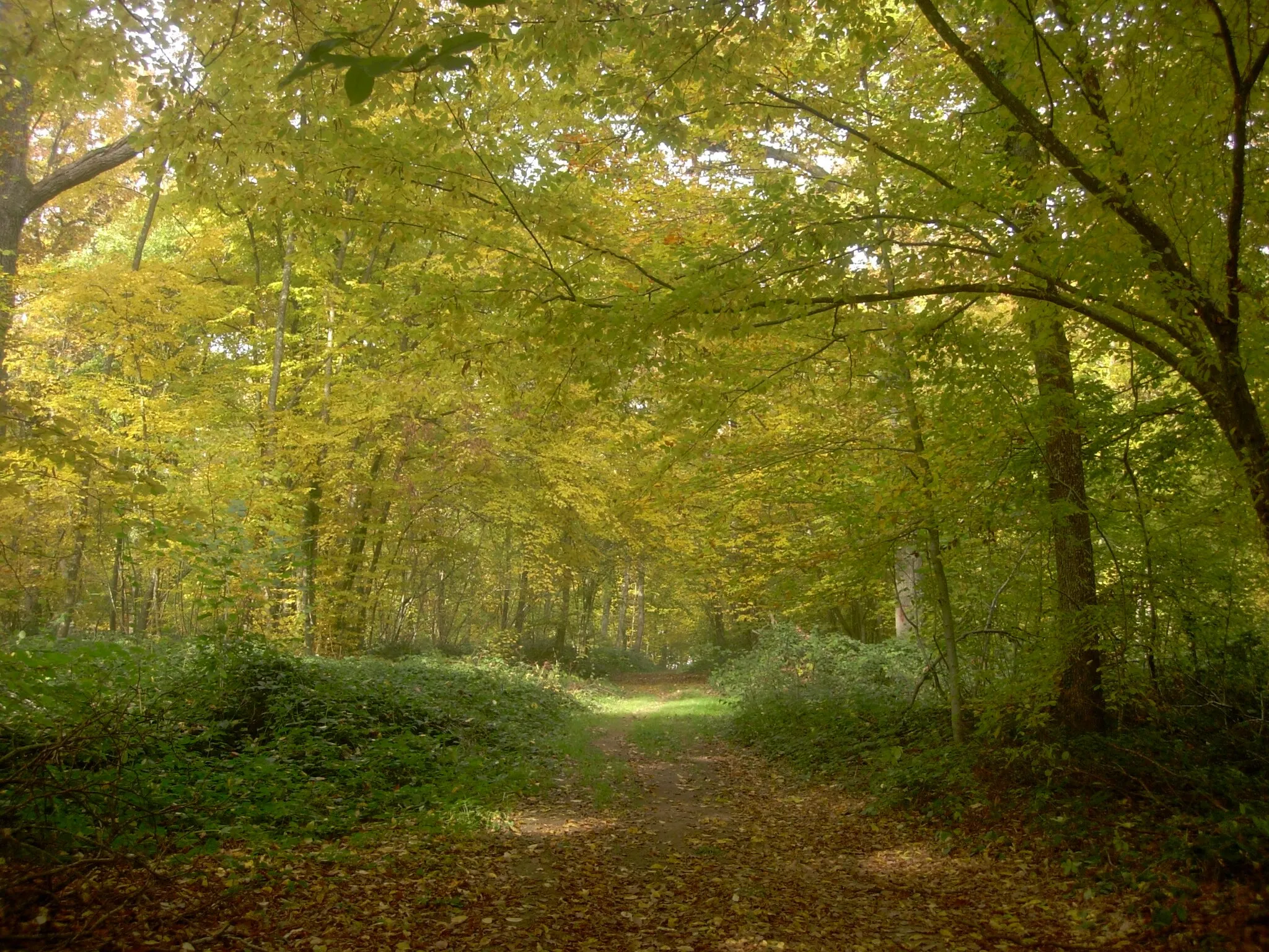 Photo showing: Forêt de Macey (Aube)