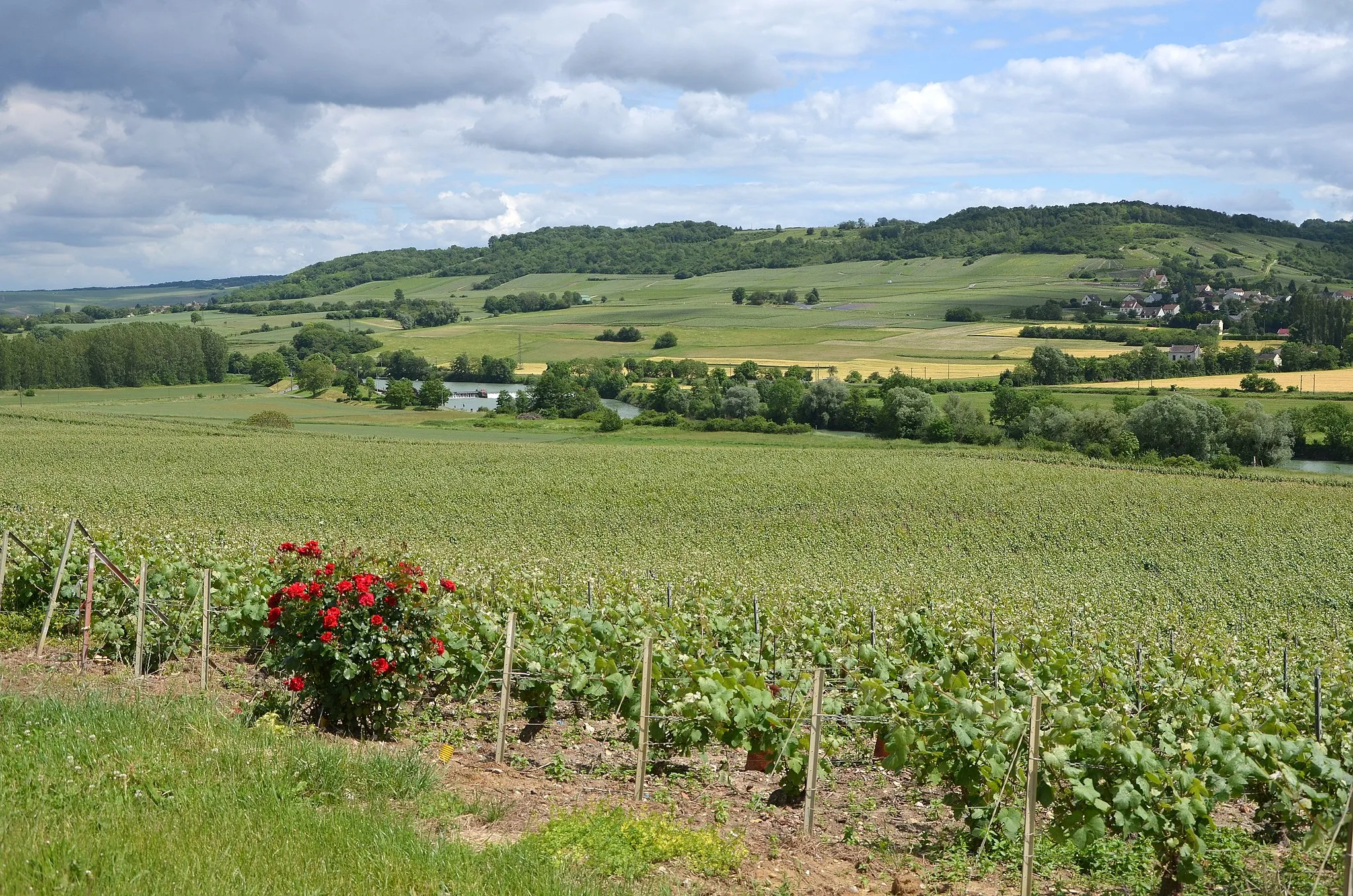 Photo showing: Vineyards of Champagne in the Marne valley near  Trélou sur Marne, Aisne, France