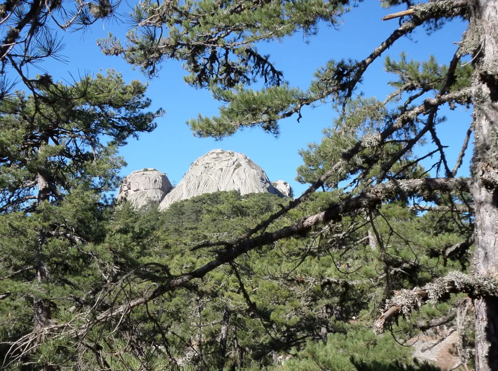 Photo showing: Le mont Tretorre à travers pins laricio en Corse-du-Sud