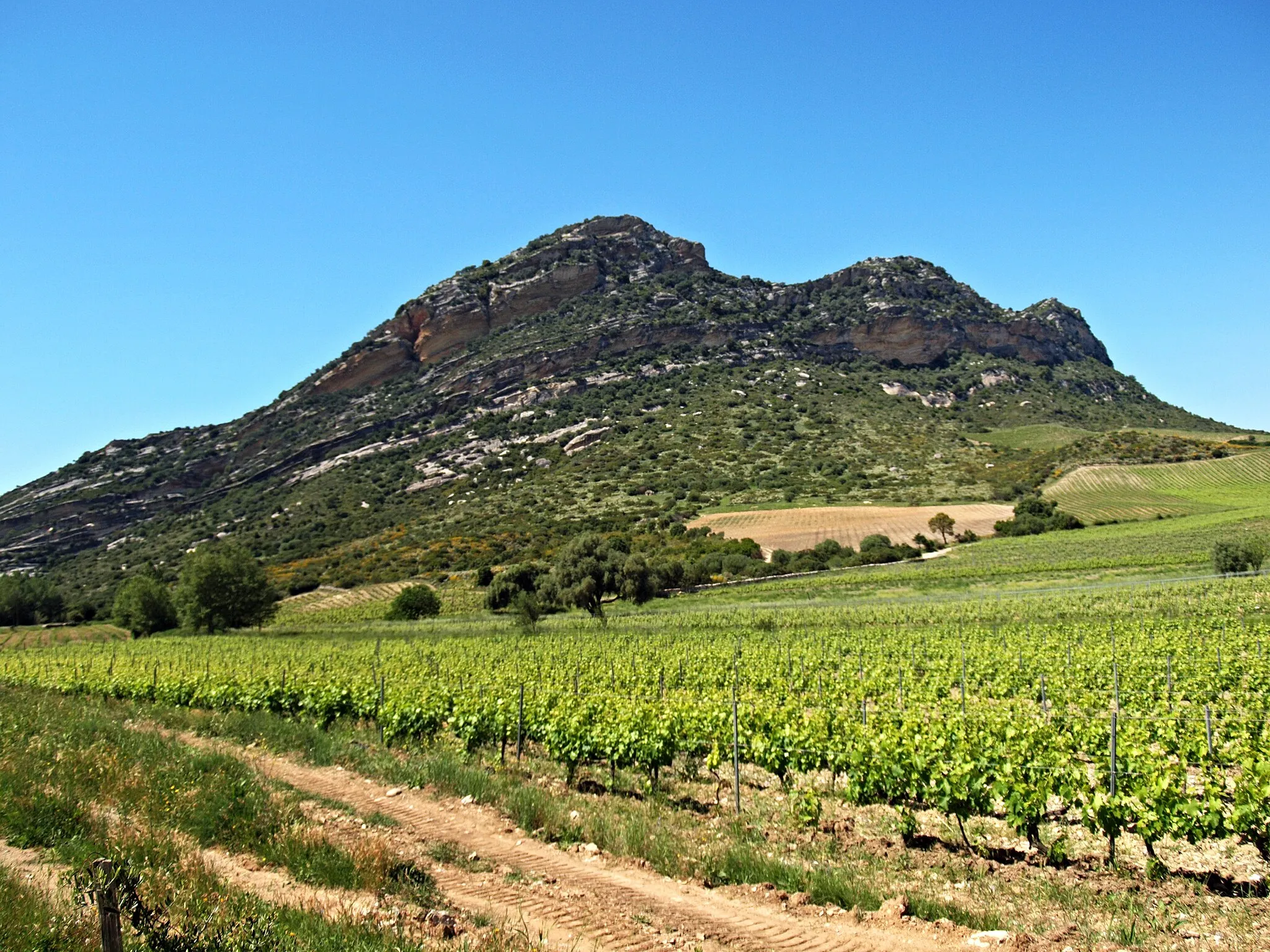 Photo showing: Poggio-d'Oletta, Nebbio (Corse) - Vigne dans la plaine de Poggio, au pied du Monte Sant' Angelo (354 m)