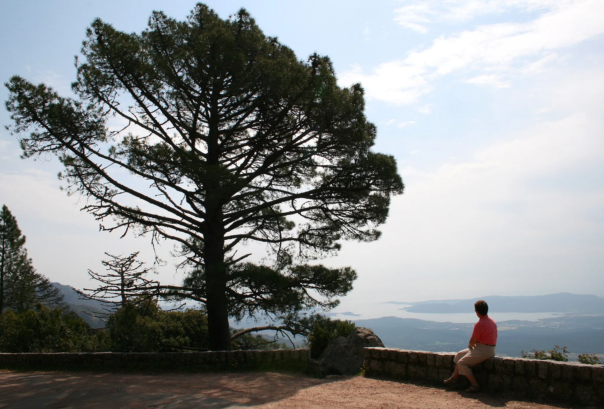 Photo showing: L'Ospédale (Corse du Sud), - France, panorama sur le Golfe de Porto-Vecchio. Arbre: Pinus pinaster