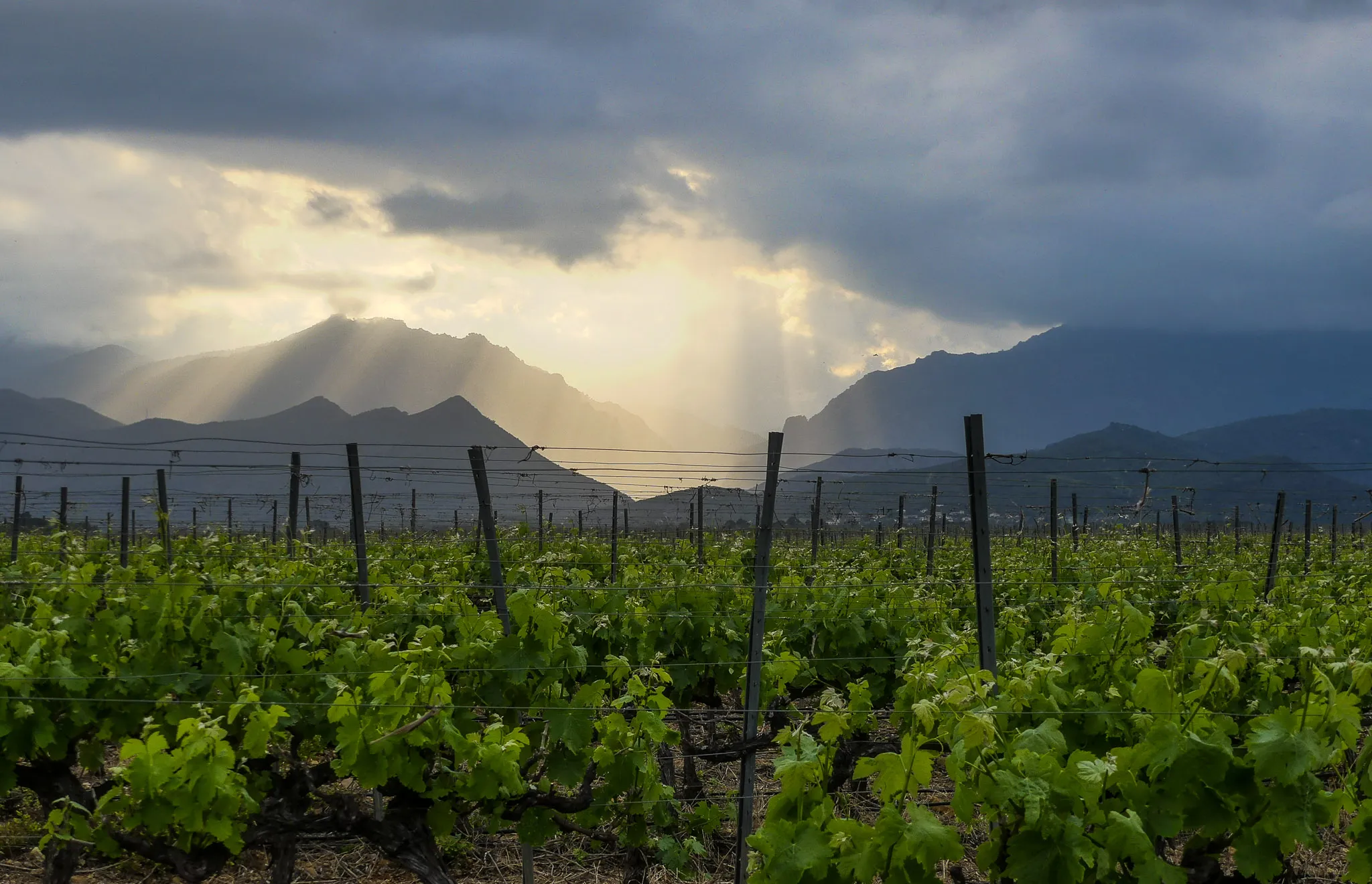 Photo showing: Vignobles à Aghione (Rospa).