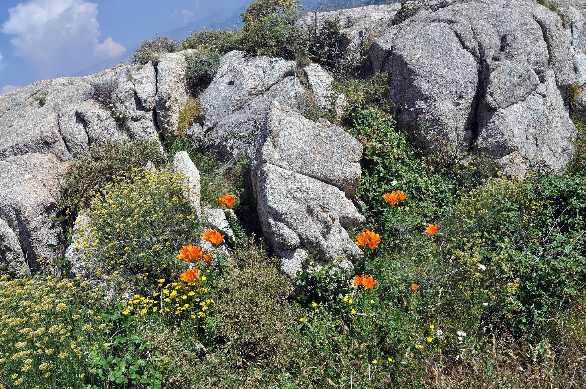 Photo showing: Lilium bulbiferum in Corsica