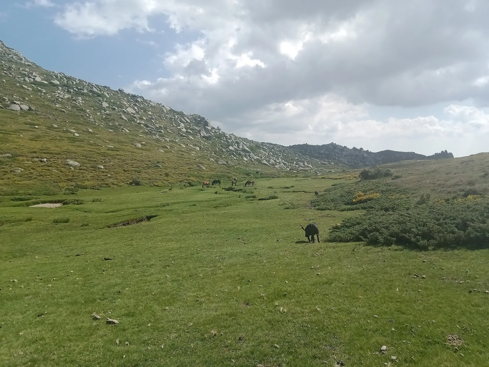 Photo showing: Paysage du plateau du Coscione, Serra-di-Scopamène, Corse-du-Sud, France