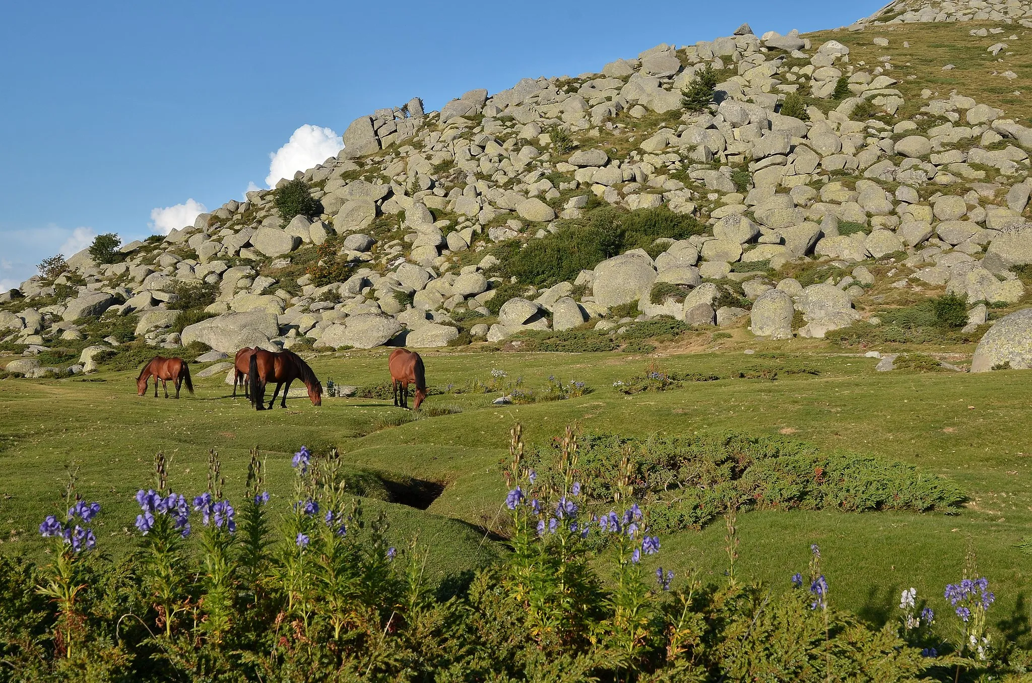 Photo showing: Parc naturel régional de Corse