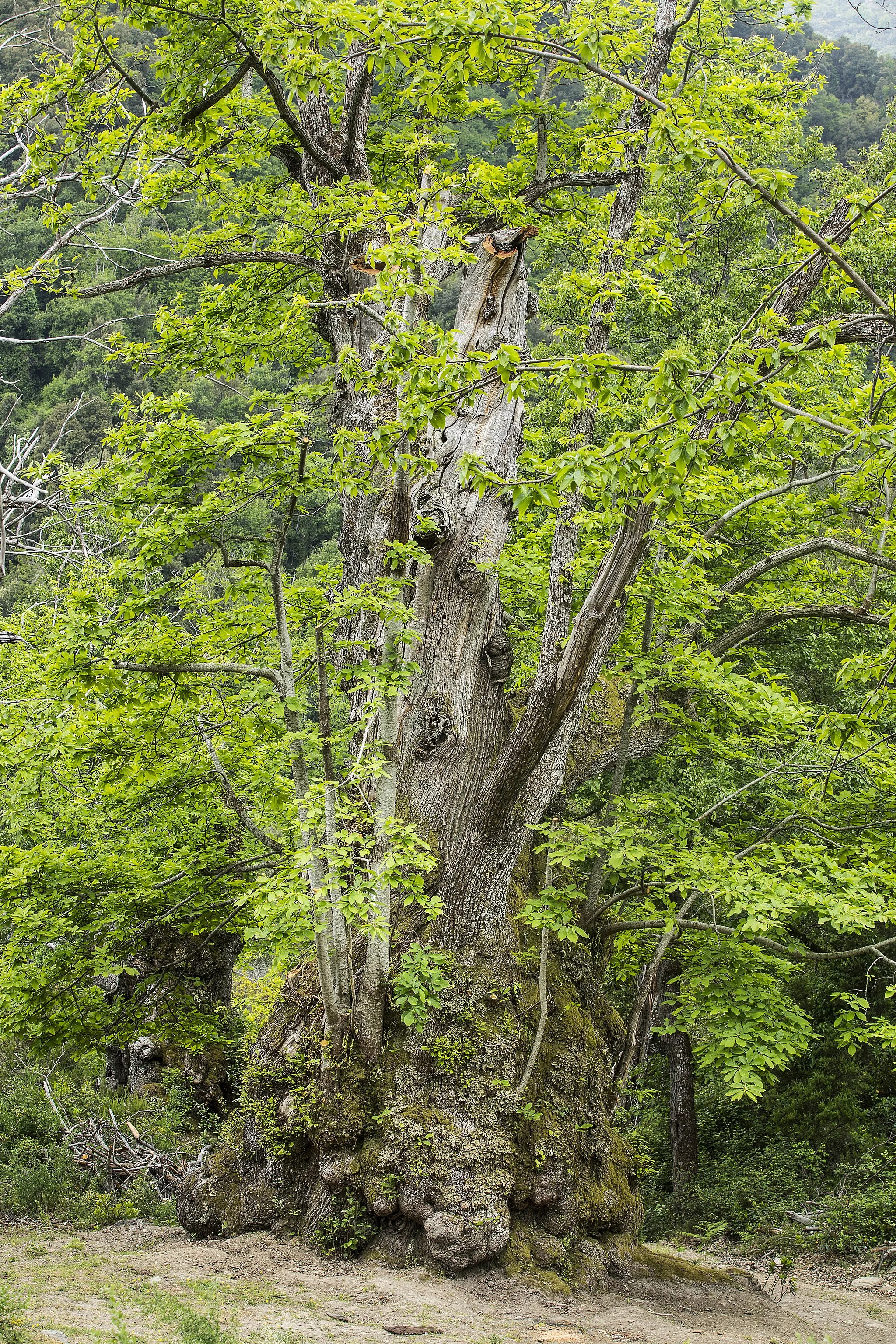 Photo showing: Kastanienbaum im Wald von Pianello