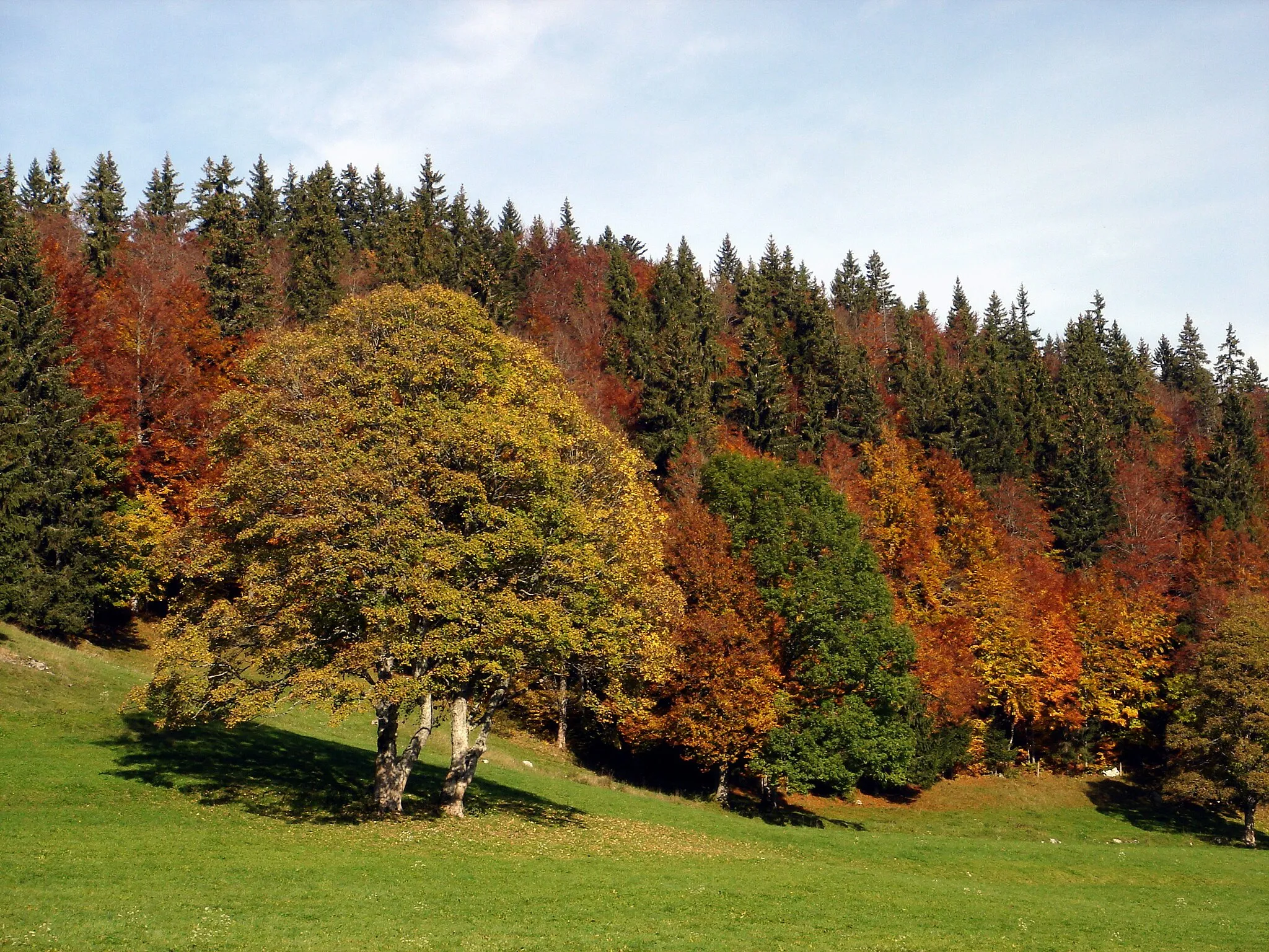 Photo showing: Autumn in the woods outside Le Sentier, part of the municipality of Le Chenit, Vaud, Switzerland