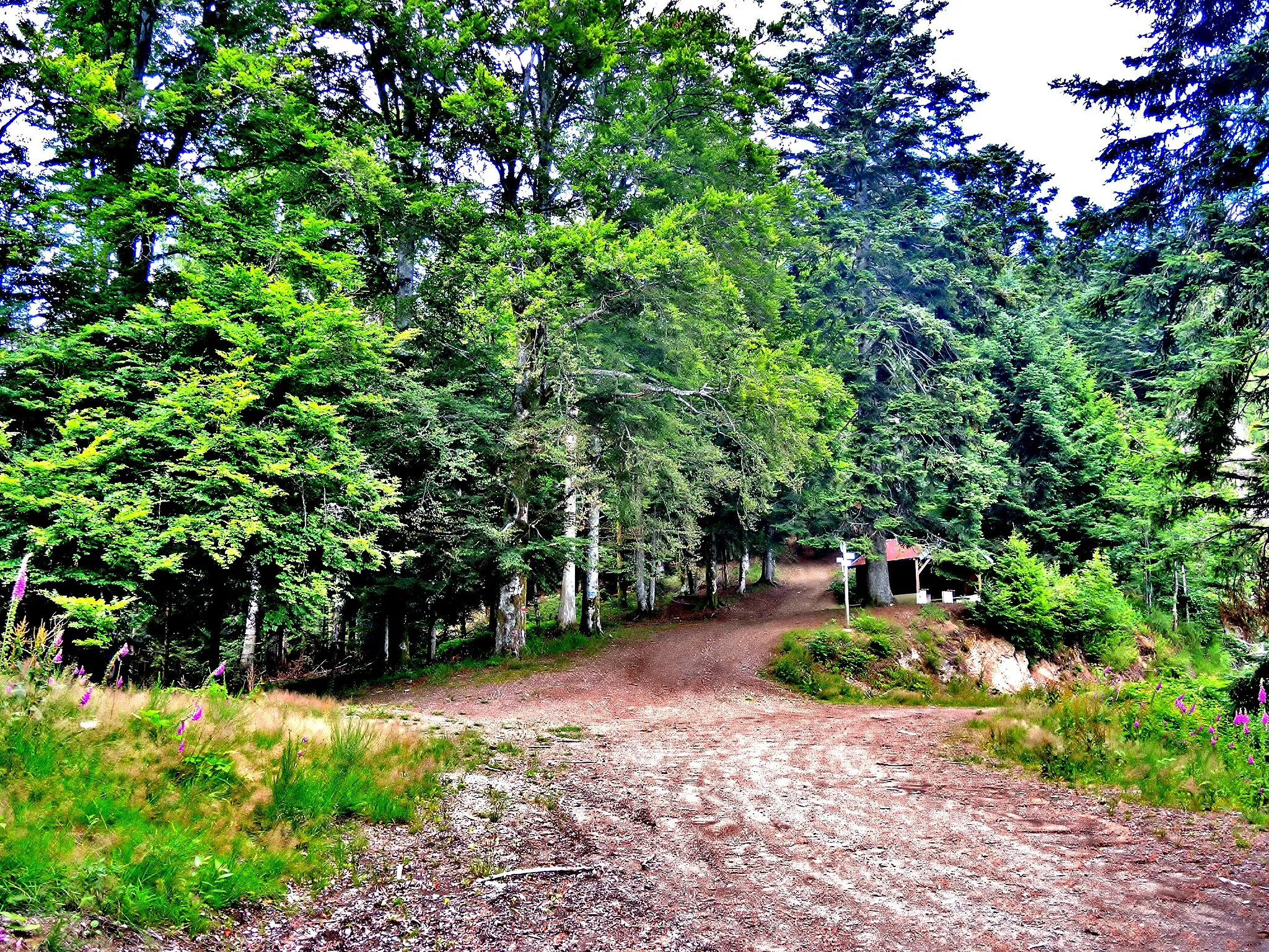 Photo showing: Col de Chantoiseau. Massif du Ballon d'Alsace. Territoire de Belfort