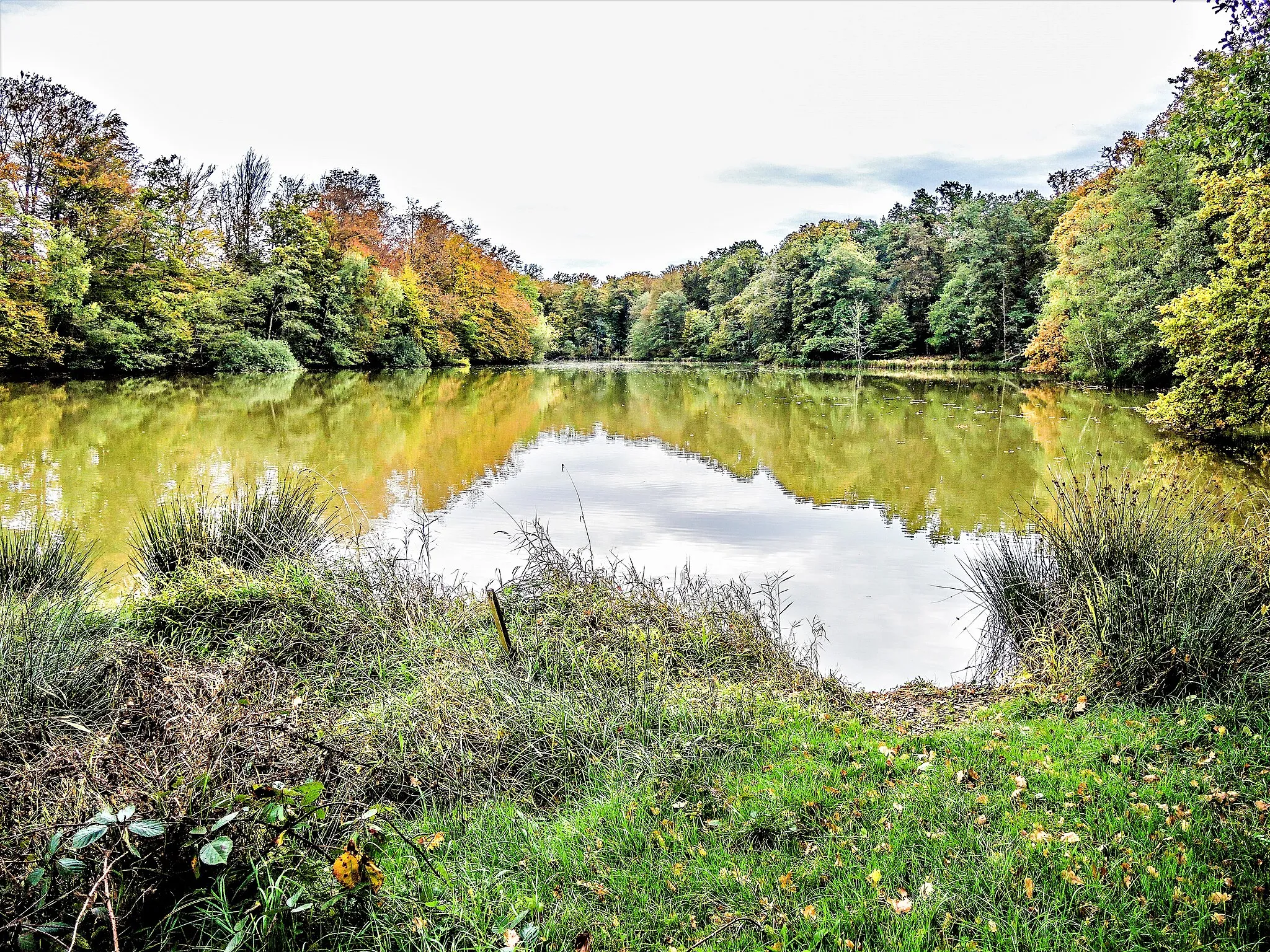 Photo showing: Branche sud de l'étang fourchu de Florimont