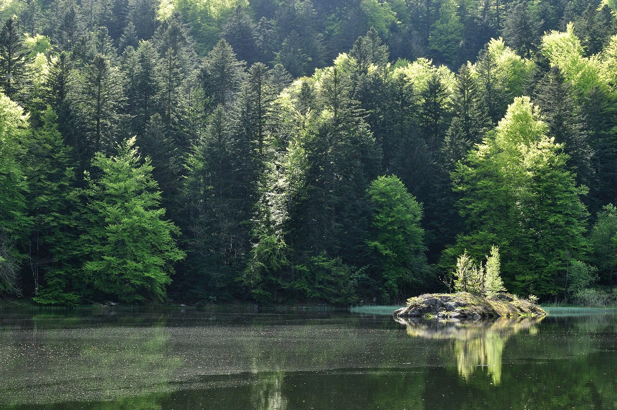 Photo showing: Étang des Roseaux, massif des Vosges, au printemps