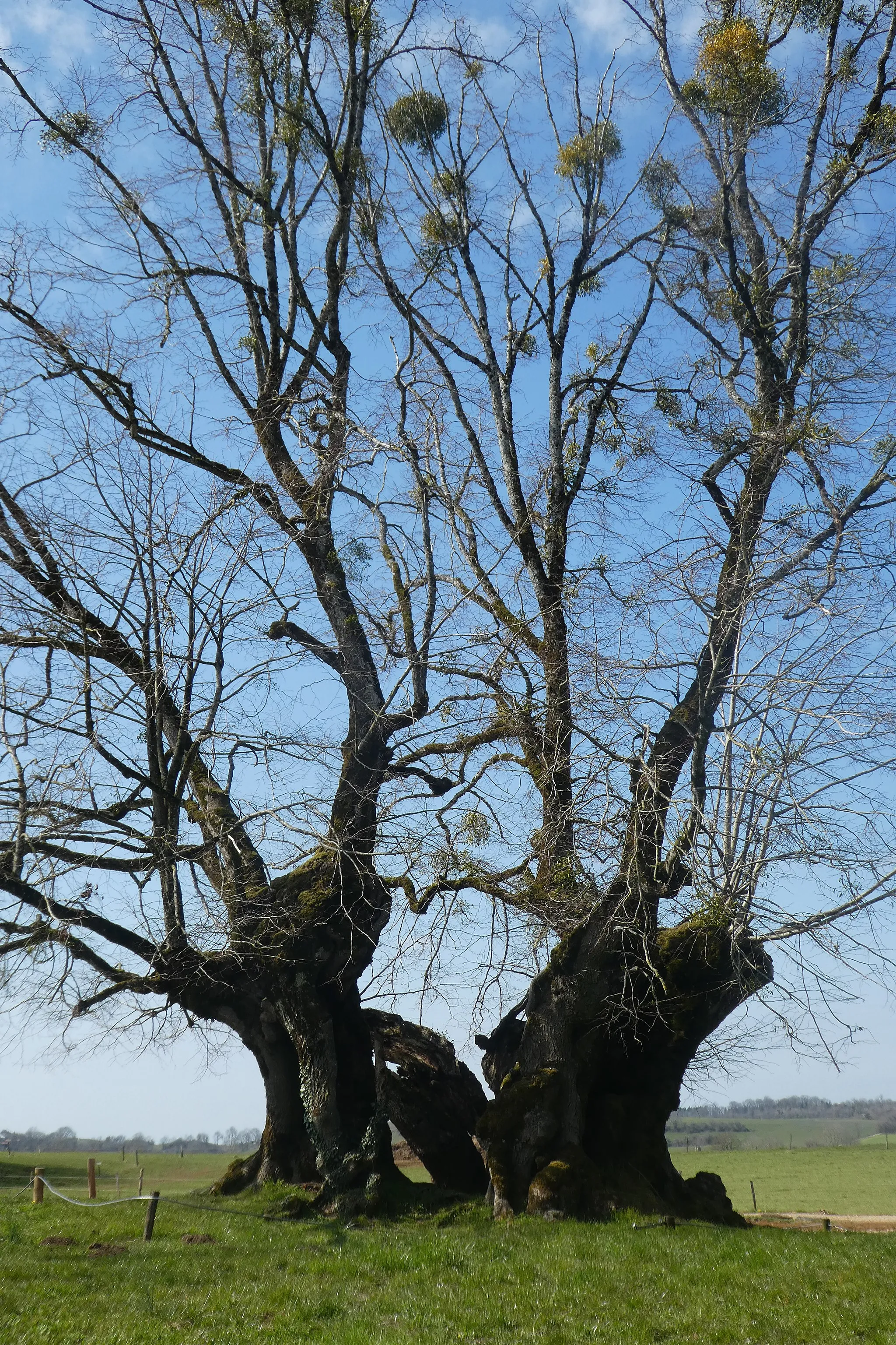 Photo showing: Tilleul de Grange Sauvaget à Bracon